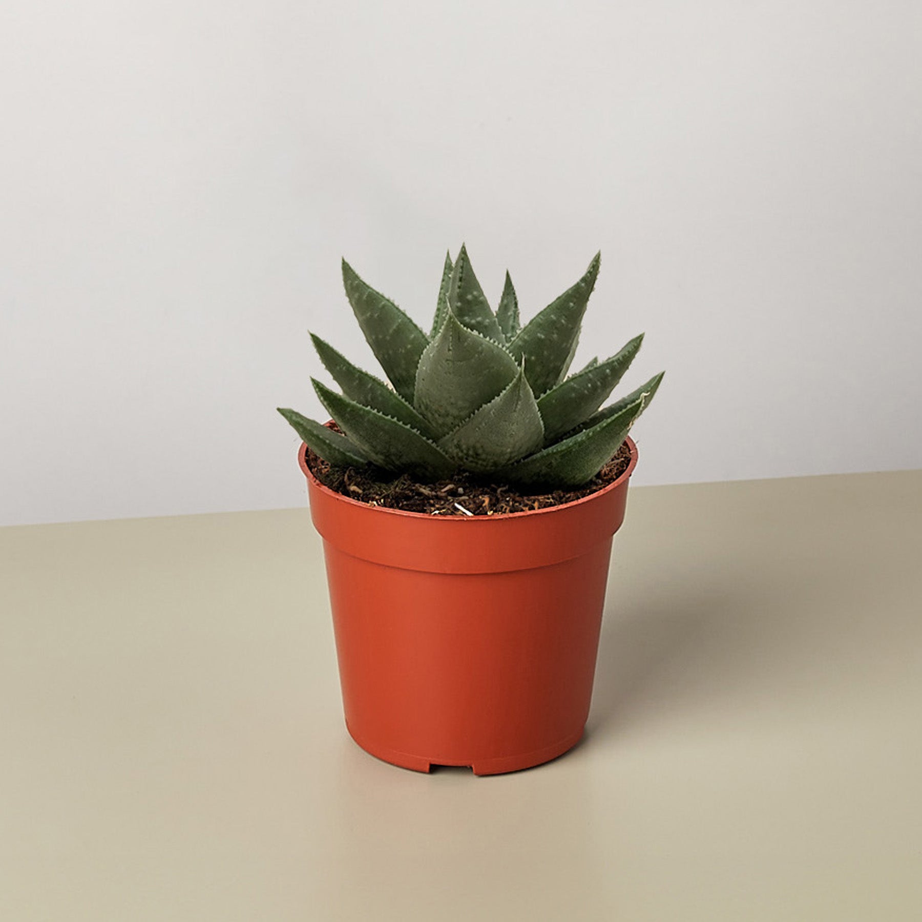 Succulent Haworthia Savanna-The Succulent Source