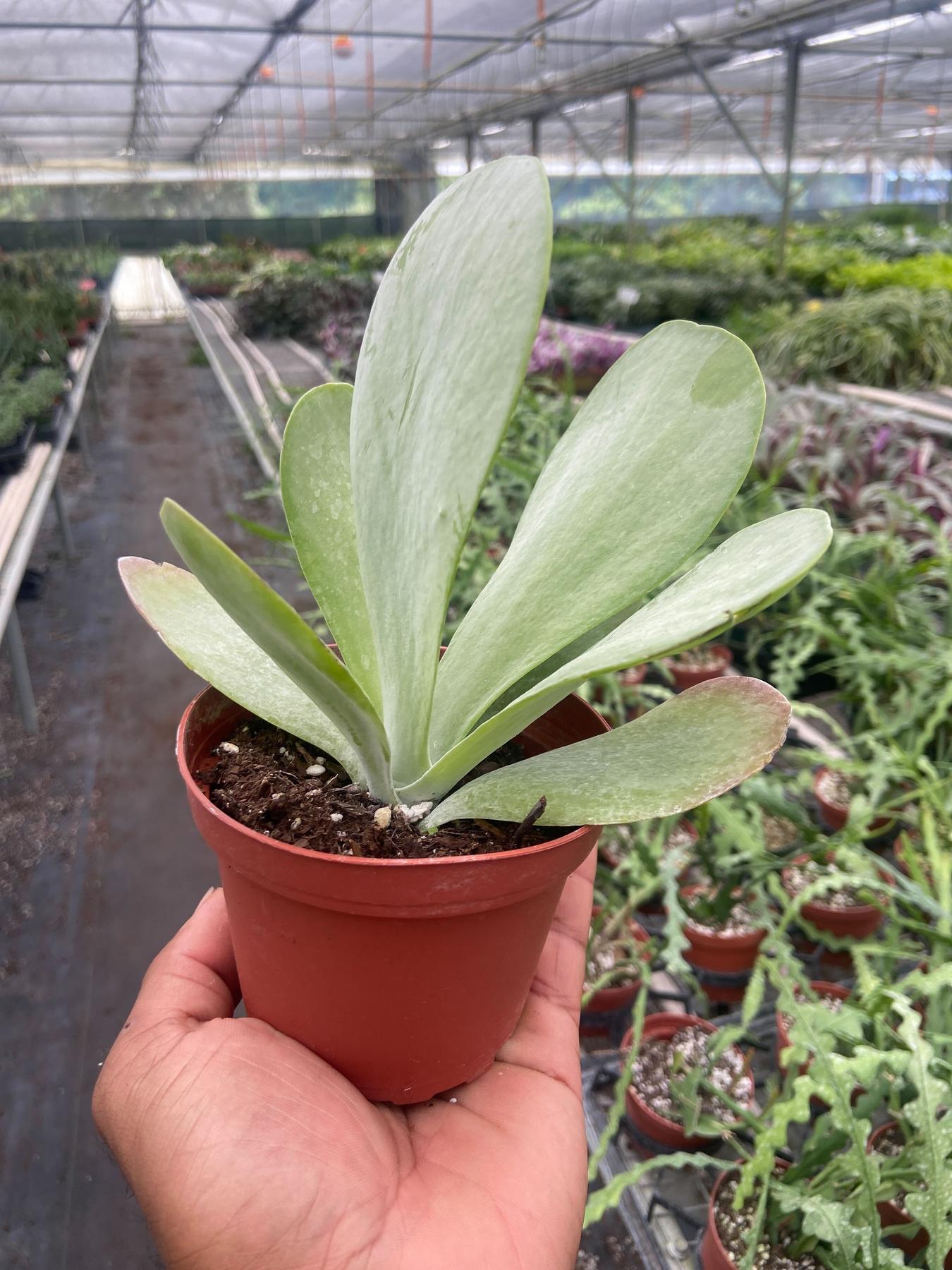Succulent Kalanchoe 'Flap Jack'-The Succulent Source