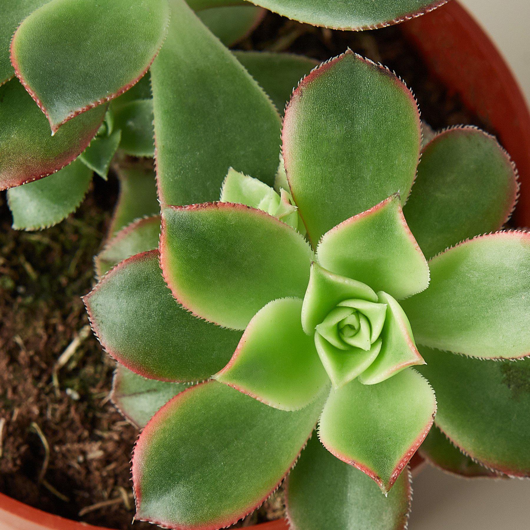 Succulent 'Kiwi'-Succulent-The Succulent Source