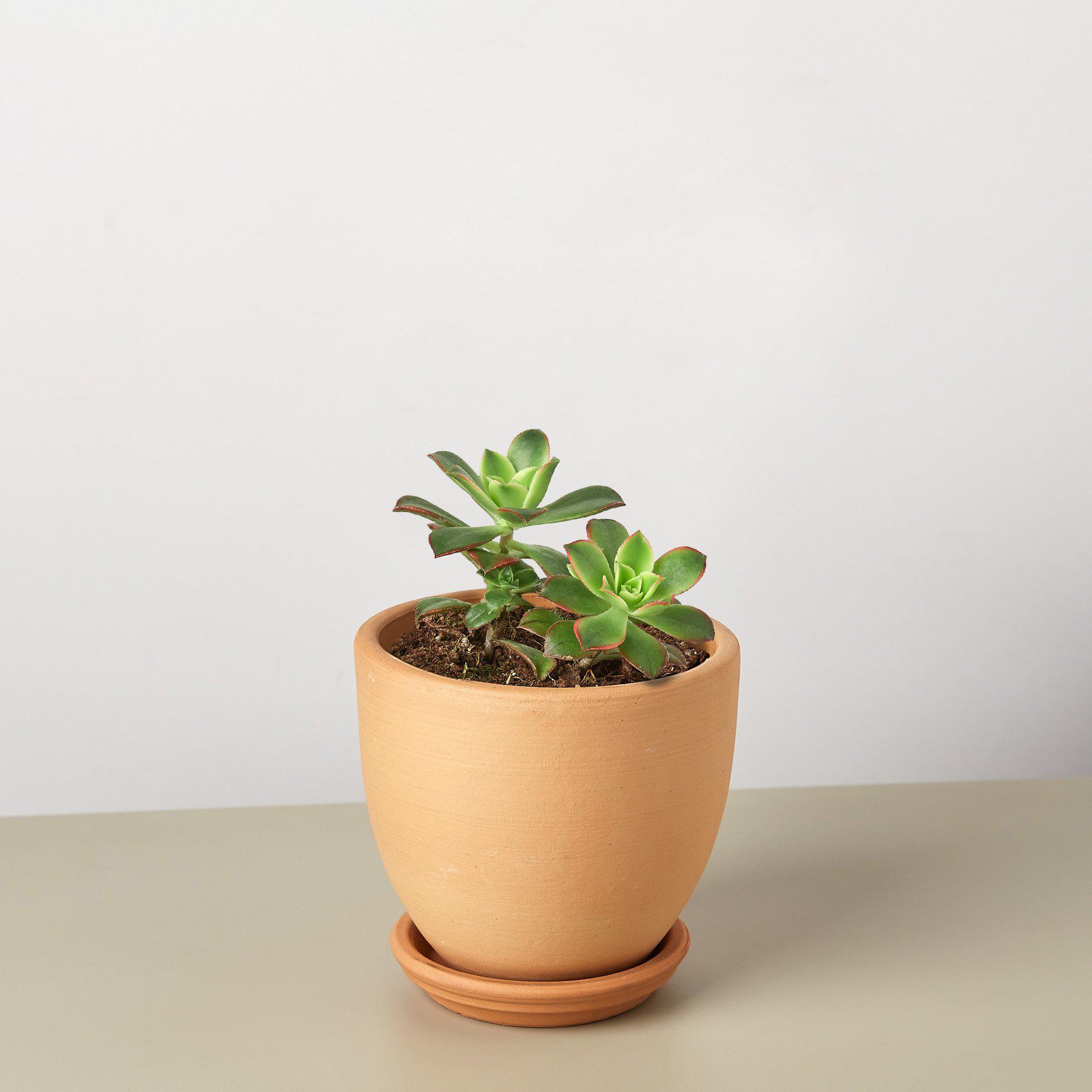 Succulent 'Kiwi'-Succulent-The Succulent Source