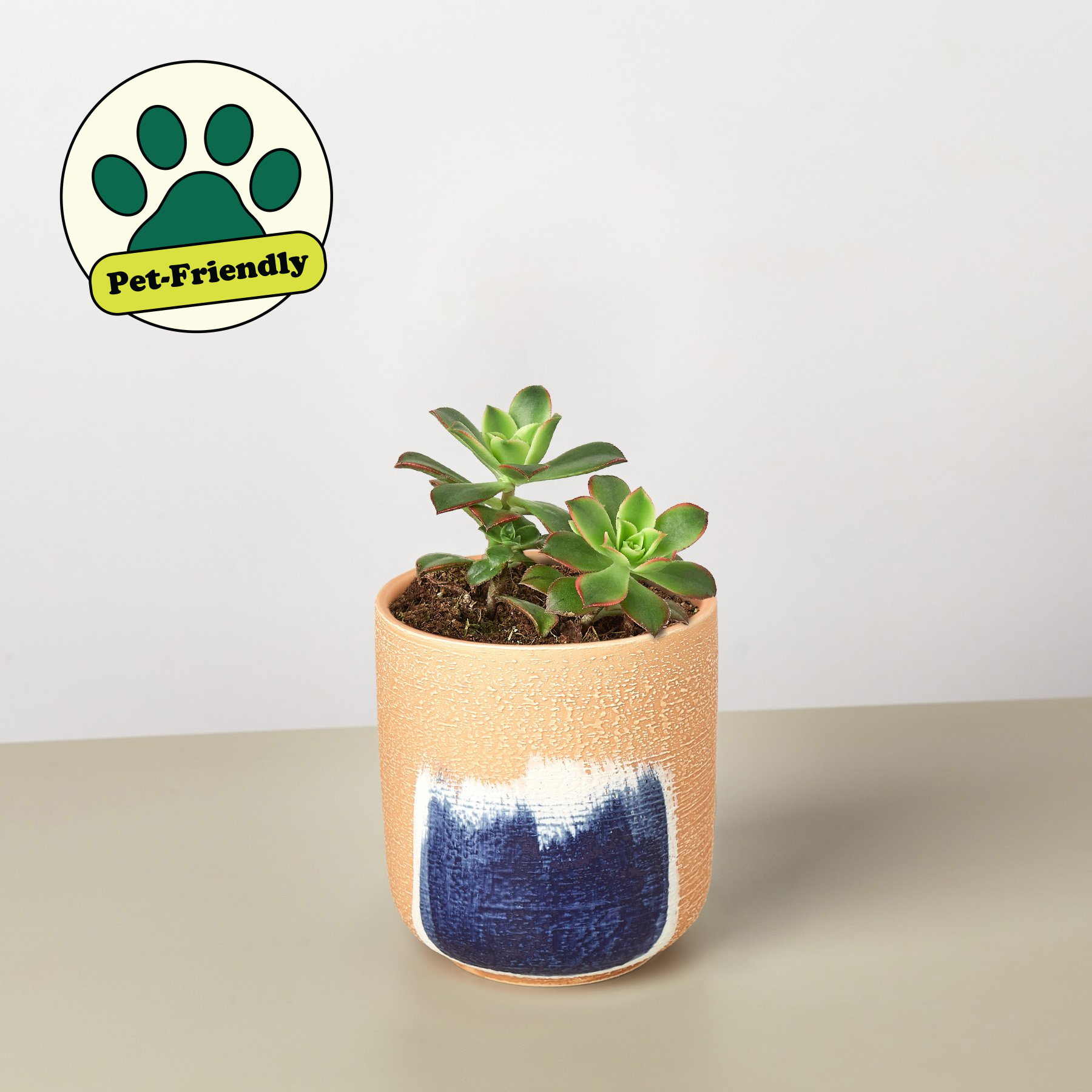 Succulent 'Kiwi'-Succulent-The Succulent Source