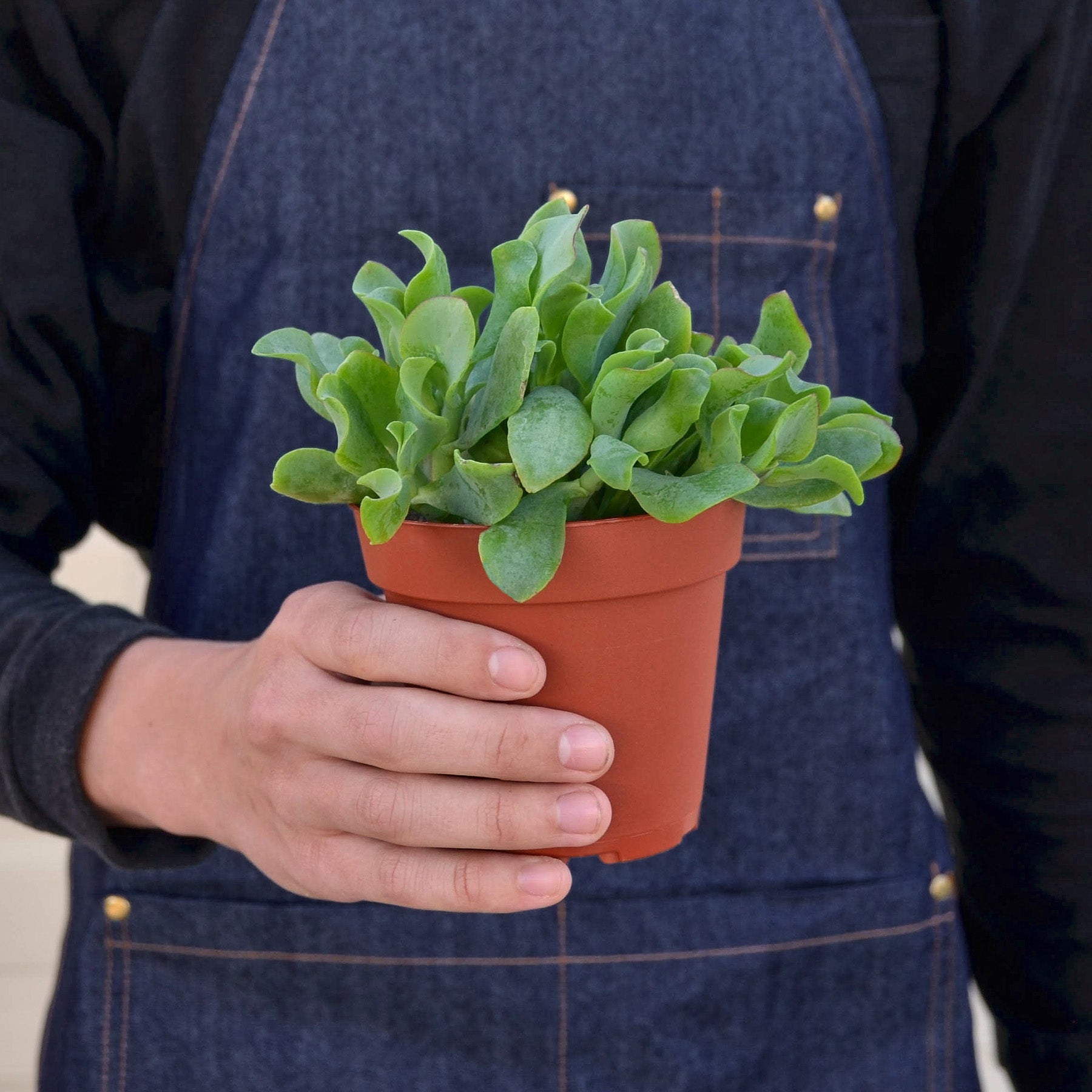 Succulent 'Ripple Jade'-Succulent-The Succulent Source