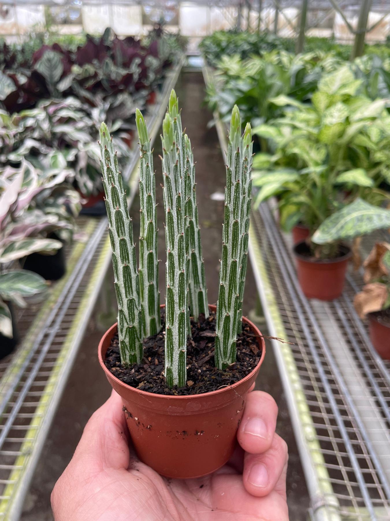 Succulent Senecio Stapeliiformis 'Pickle Plant'-Succulent-The Succulent Source