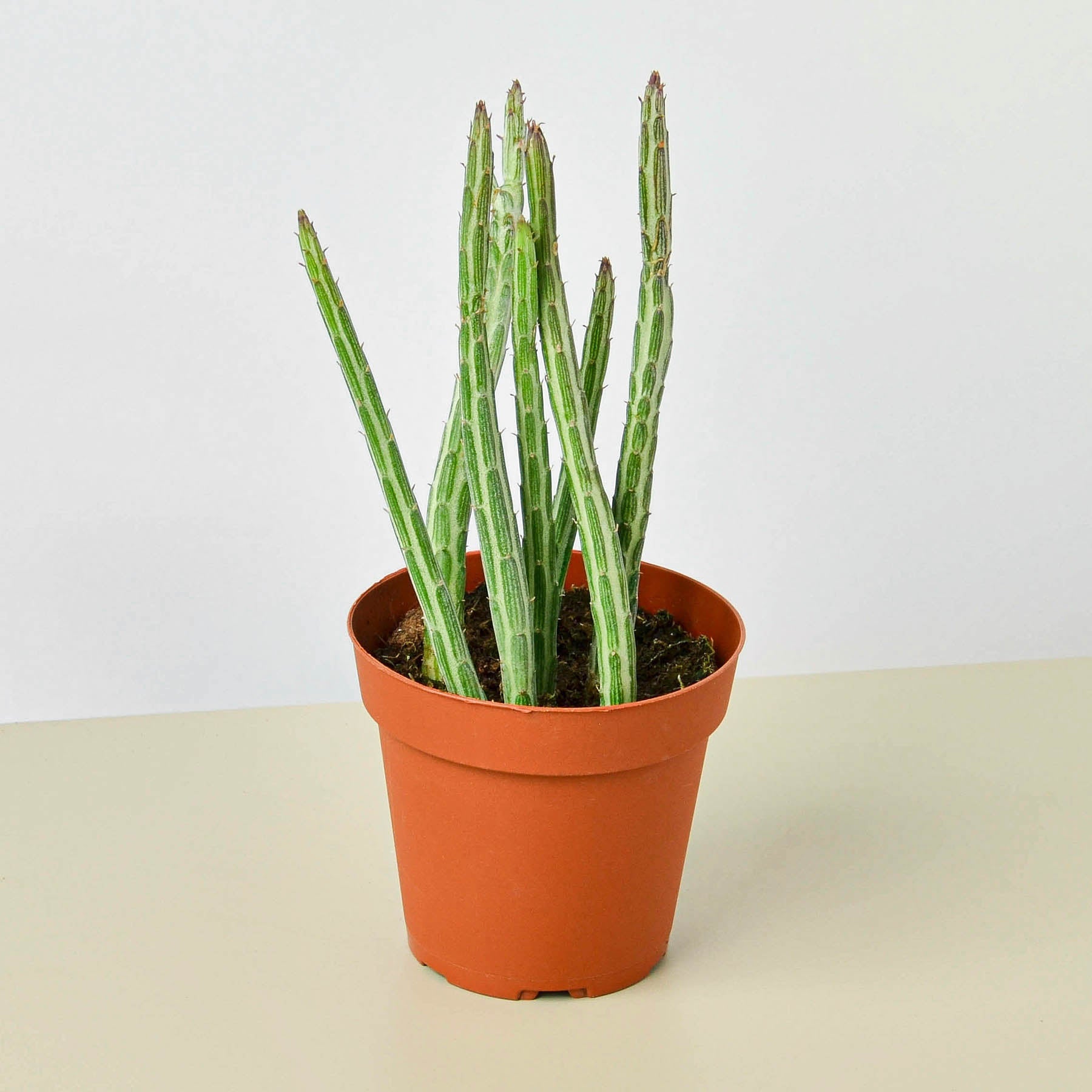 Succulent Senecio Stapeliiformis 'Pickle Plant'-Succulent-The Succulent Source