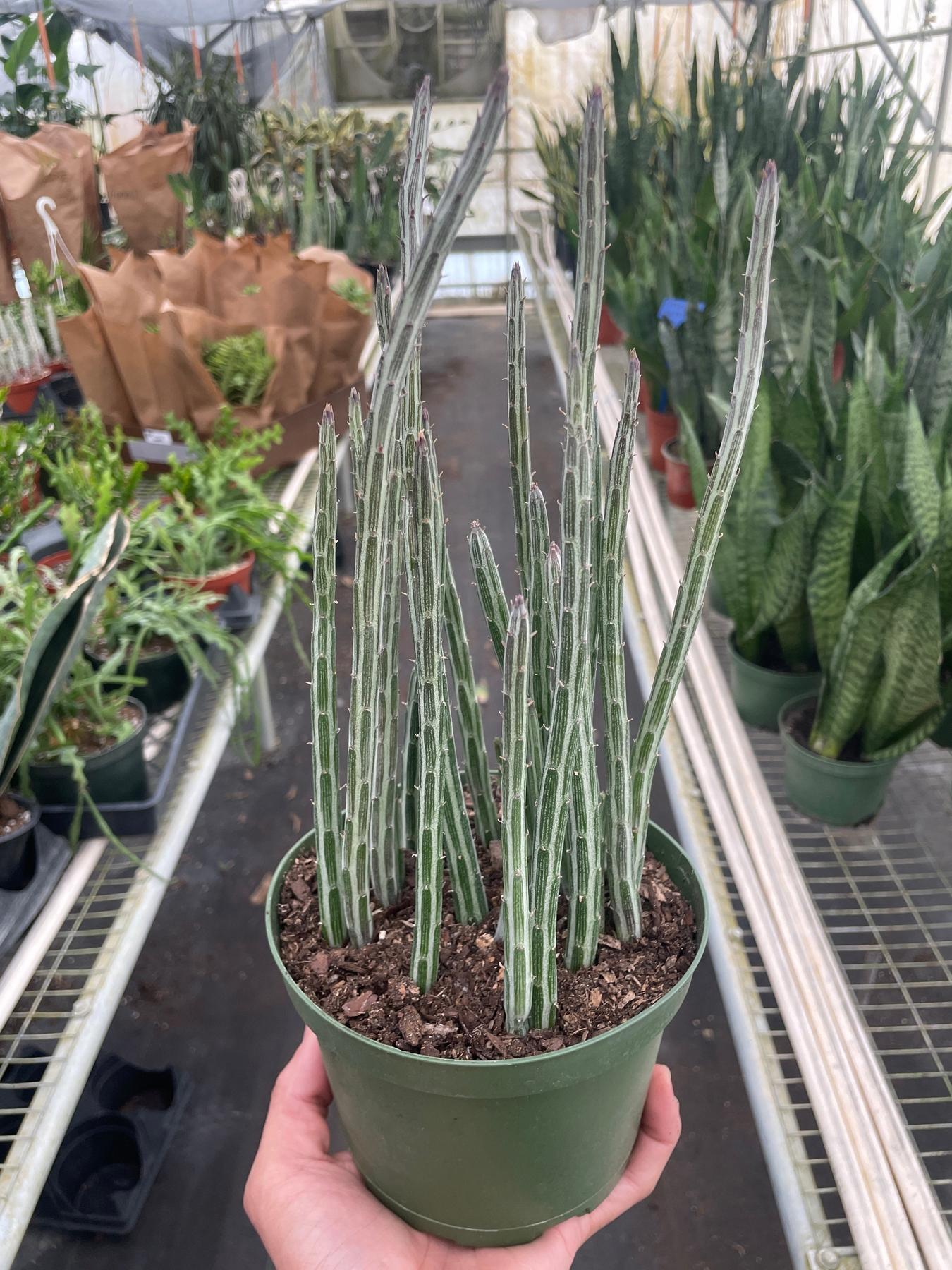 Succulent Senecio Stapeliiformis 'Pickle Plant'-Succulent-The Succulent Source