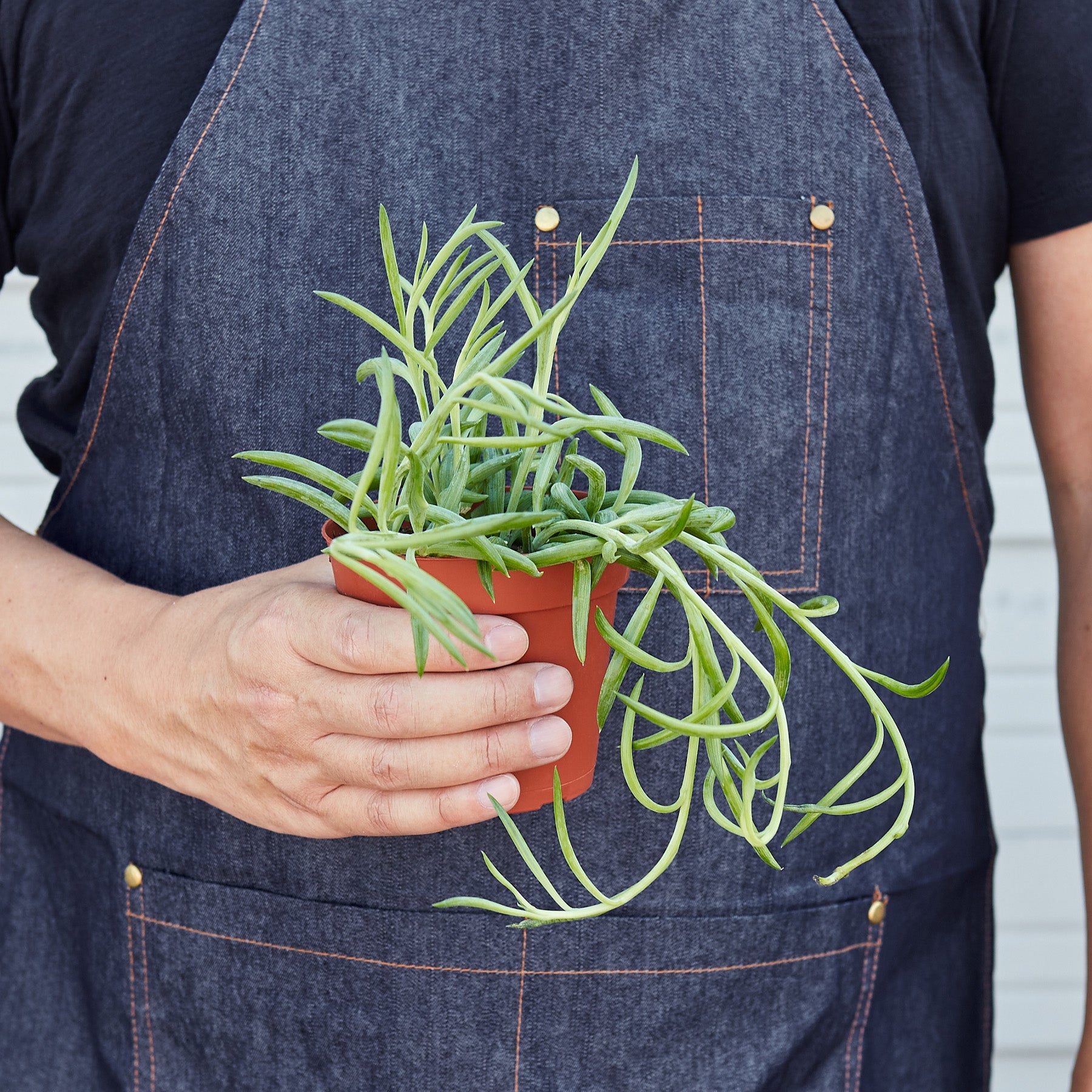 Succulent Senecio Succulent 'Fish Hooks'-Succulent-The Succulent Source