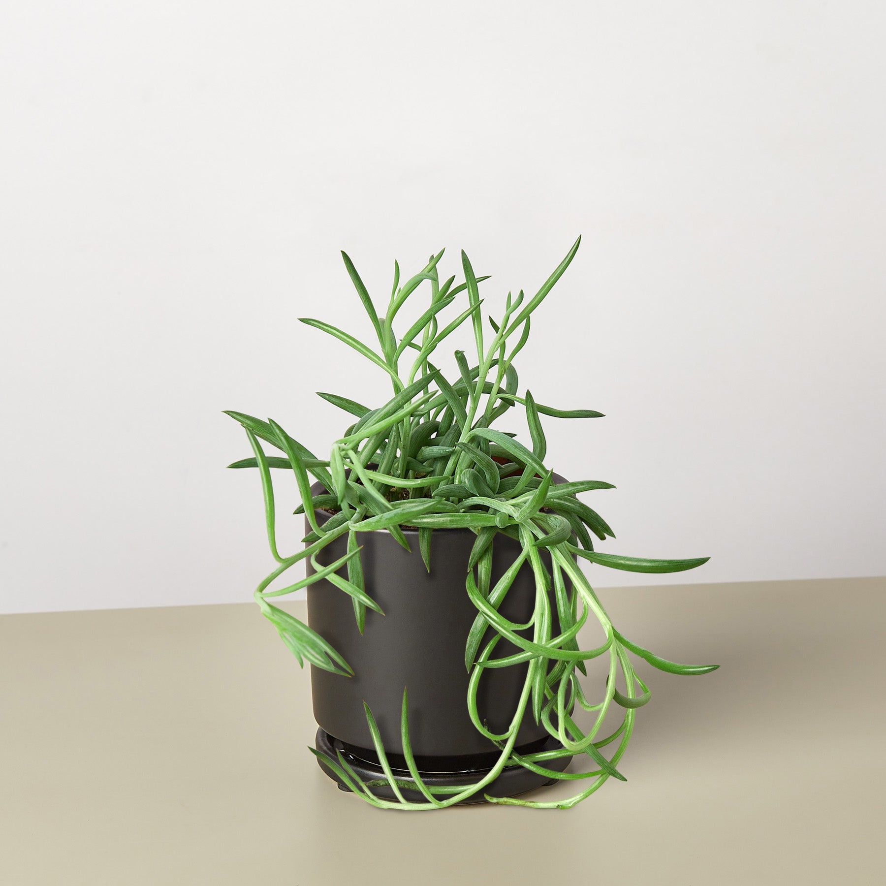 Succulent Senecio Succulent 'Fish Hooks'-Succulent-The Succulent Source