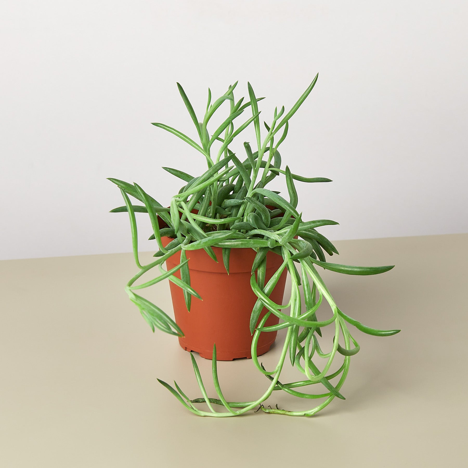 Succulent Senecio Succulent 'Fish Hooks'-Succulent-The Succulent Source