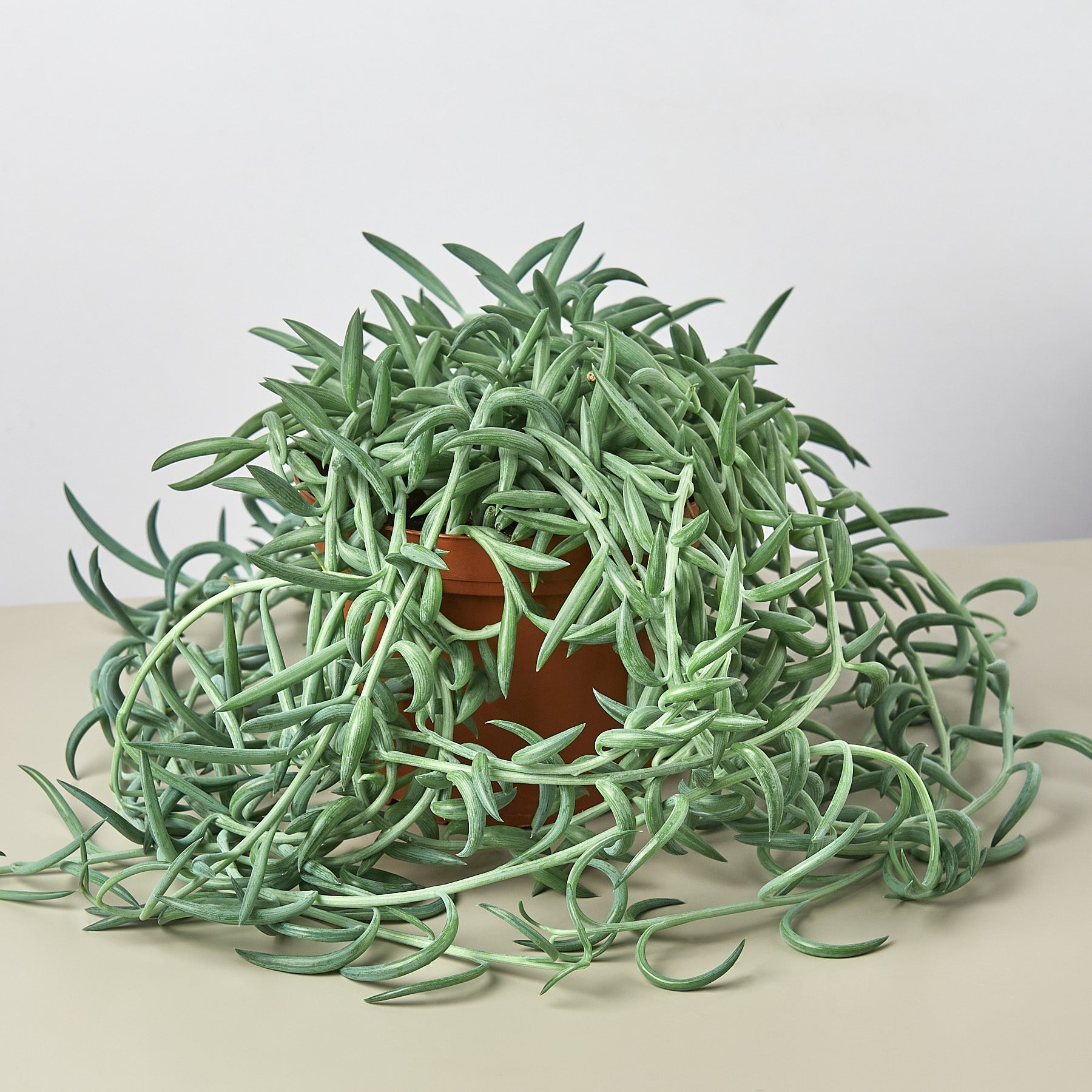 Succulent Senecio Succulent 'Fish Hooks'-Succulent-The Succulent Source