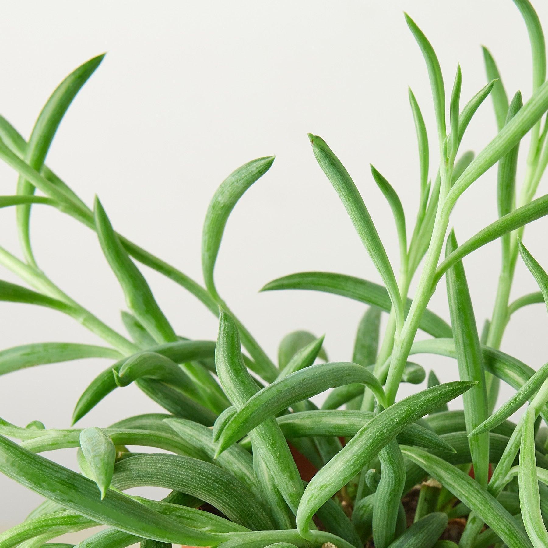 Succulent Senecio Succulent 'Fish Hooks'-Succulent-The Succulent Source