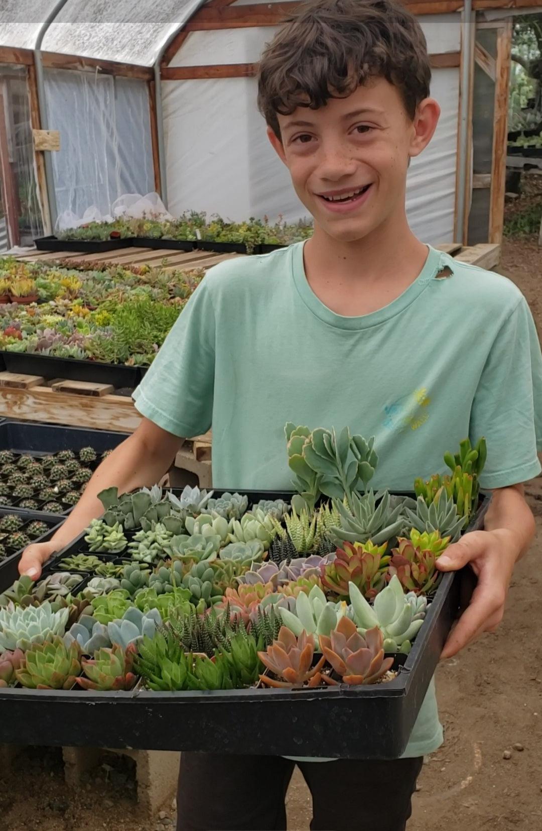Succulent Specials hand picked by Justus, Leah & Beau-Succulent - Small-The Succulent Source