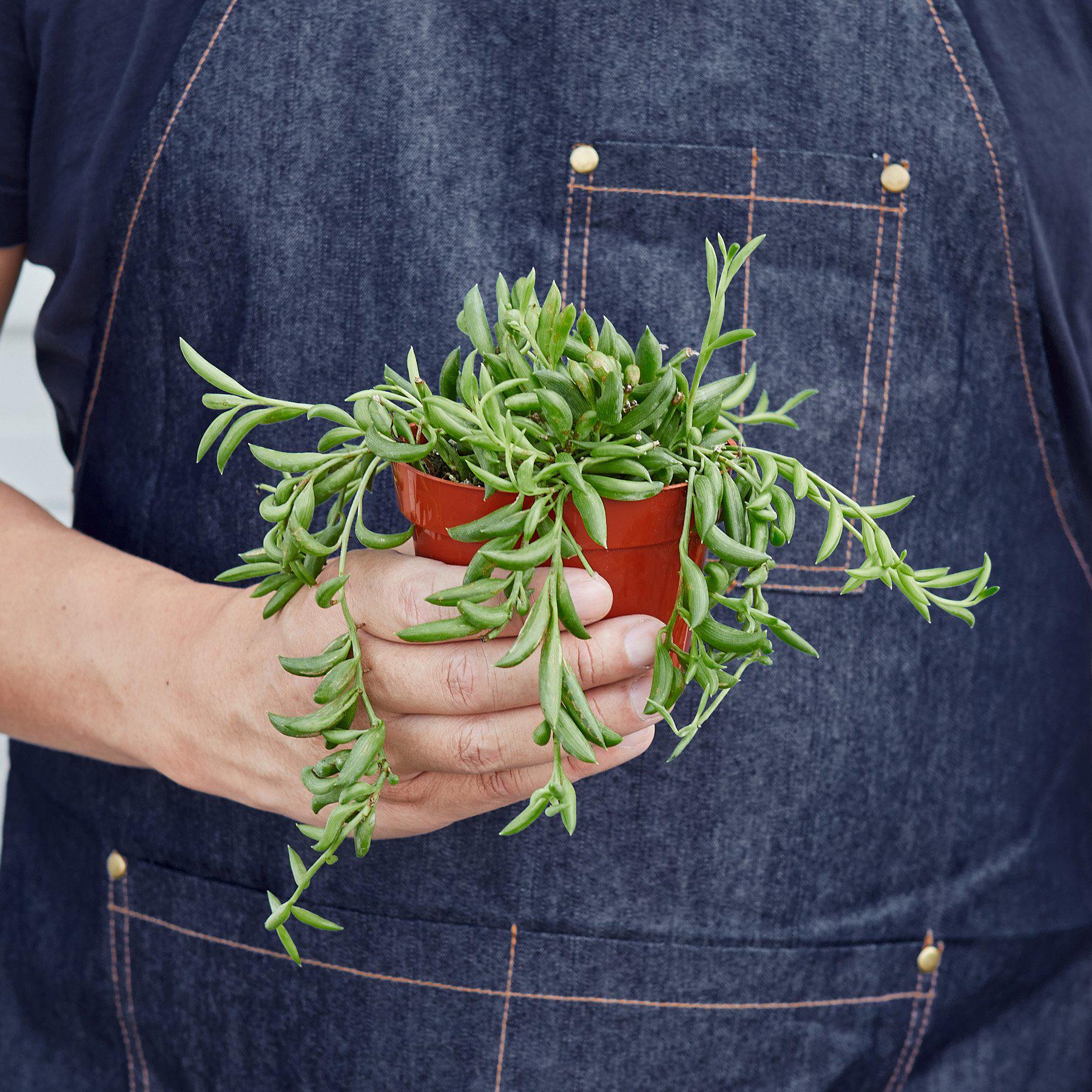 Succulent 'String of Bananas'-Indoor Plants-The Succulent Source