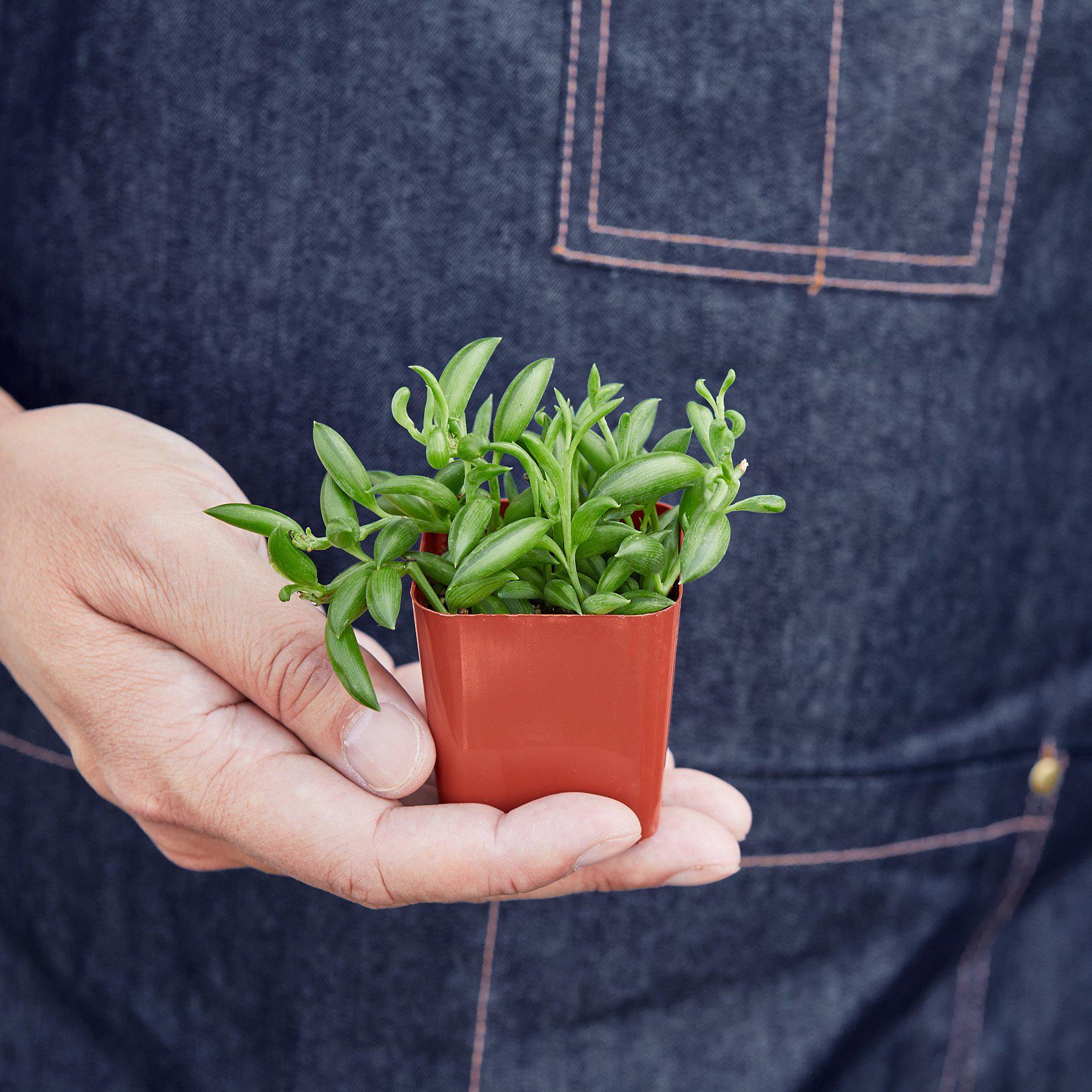 Succulent 'String of Bananas'-Indoor Plants-The Succulent Source