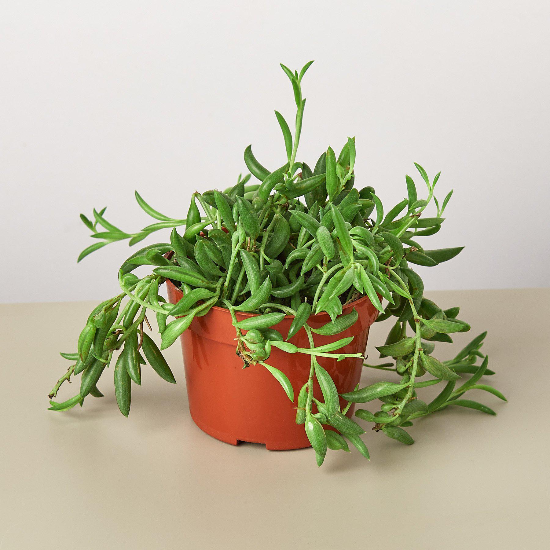 Succulent 'String of Bananas'-Indoor Plants-The Succulent Source