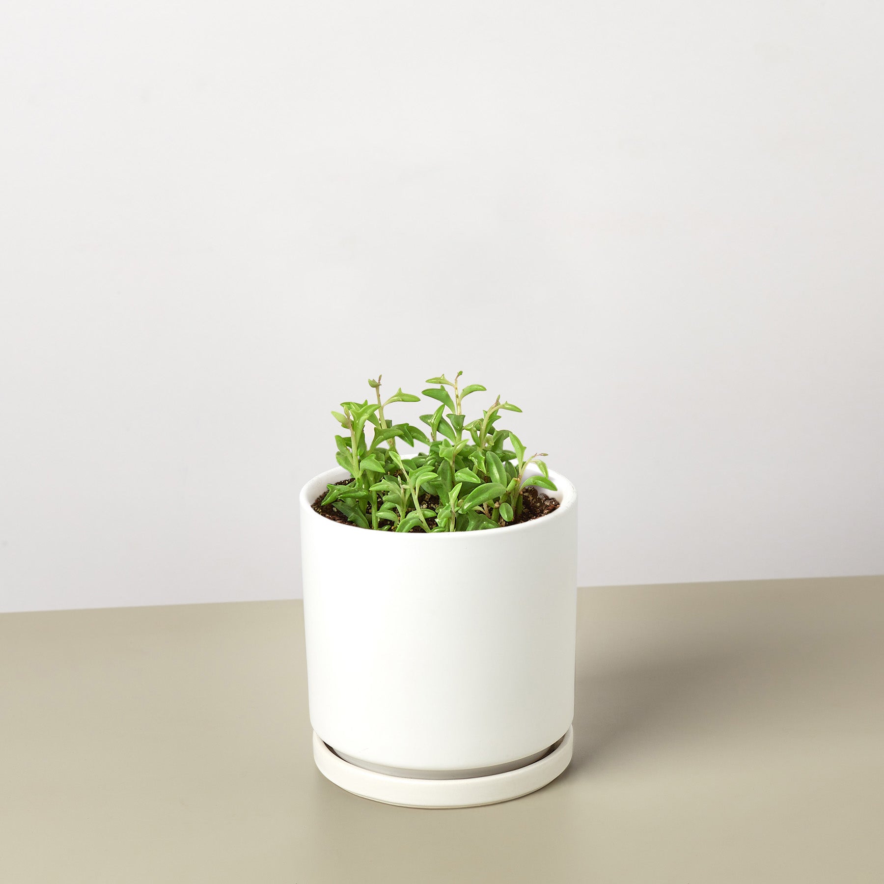 Succulent 'String of Dolphins'-Succulent-The Succulent Source