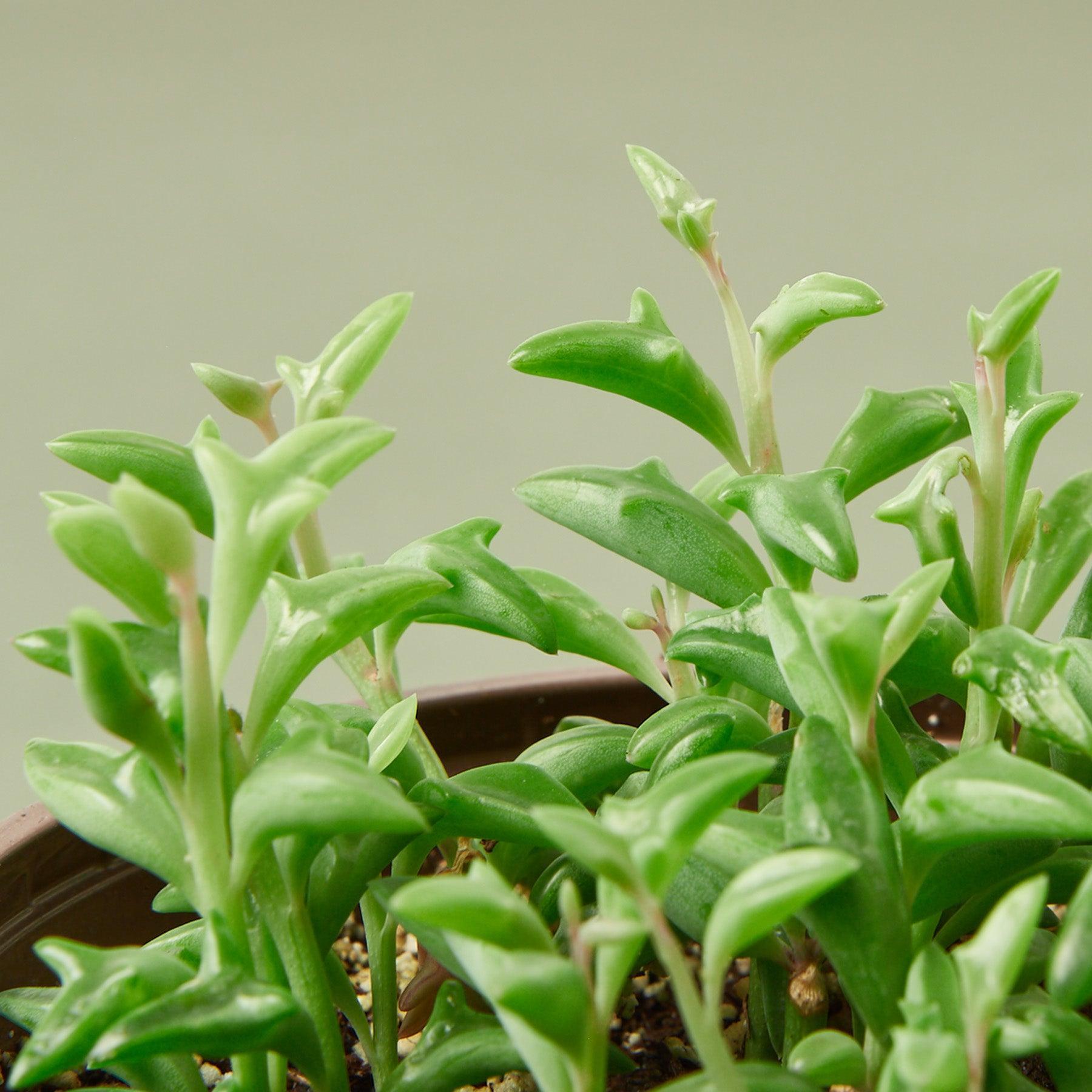 Succulent 'String of Dolphins'-Succulent-The Succulent Source