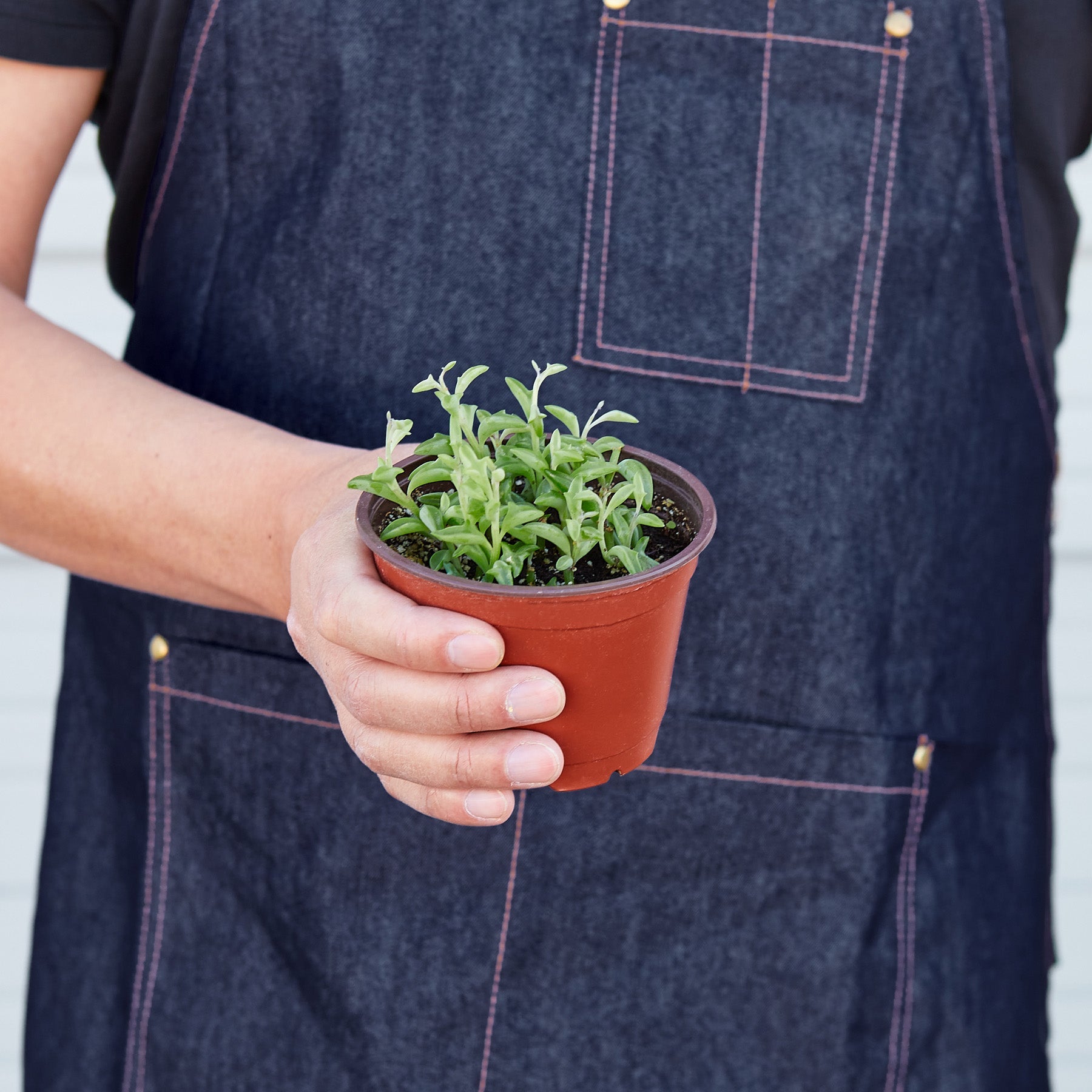 Succulent 'String of Dolphins'-Succulent-The Succulent Source
