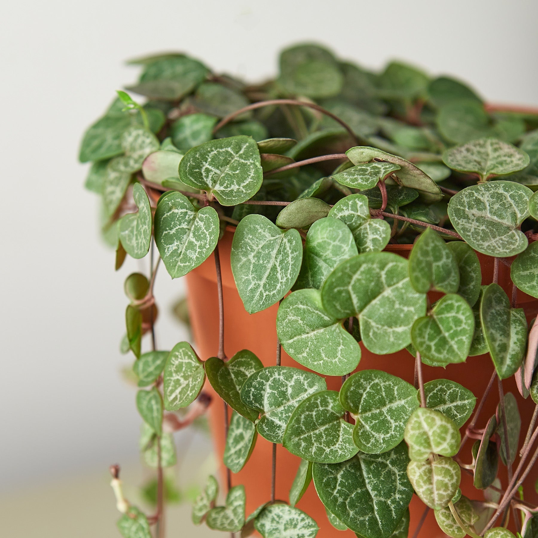 Succulent 'String of Hearts'-Succulent-The Succulent Source