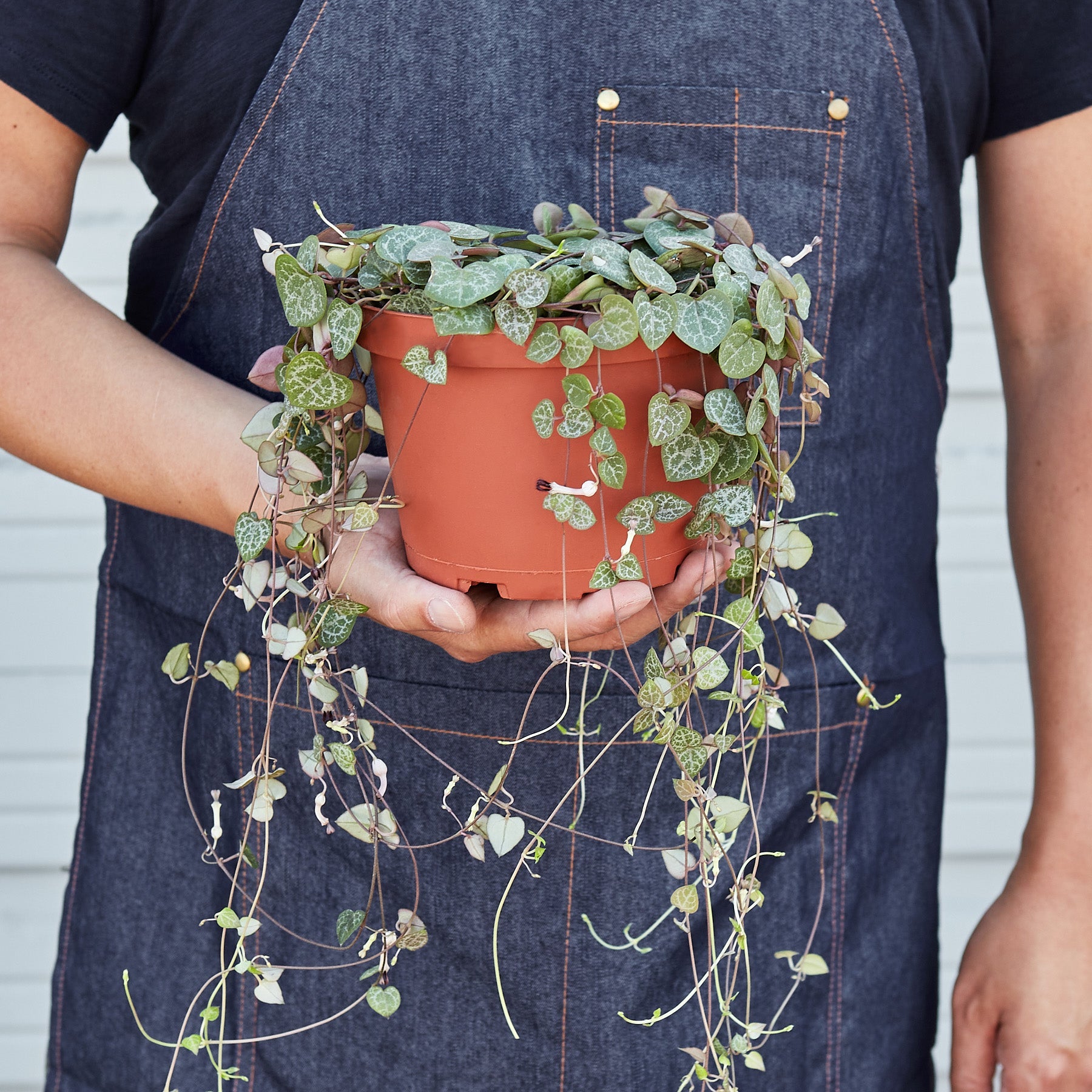 Succulent 'String of Hearts'-Succulent-The Succulent Source