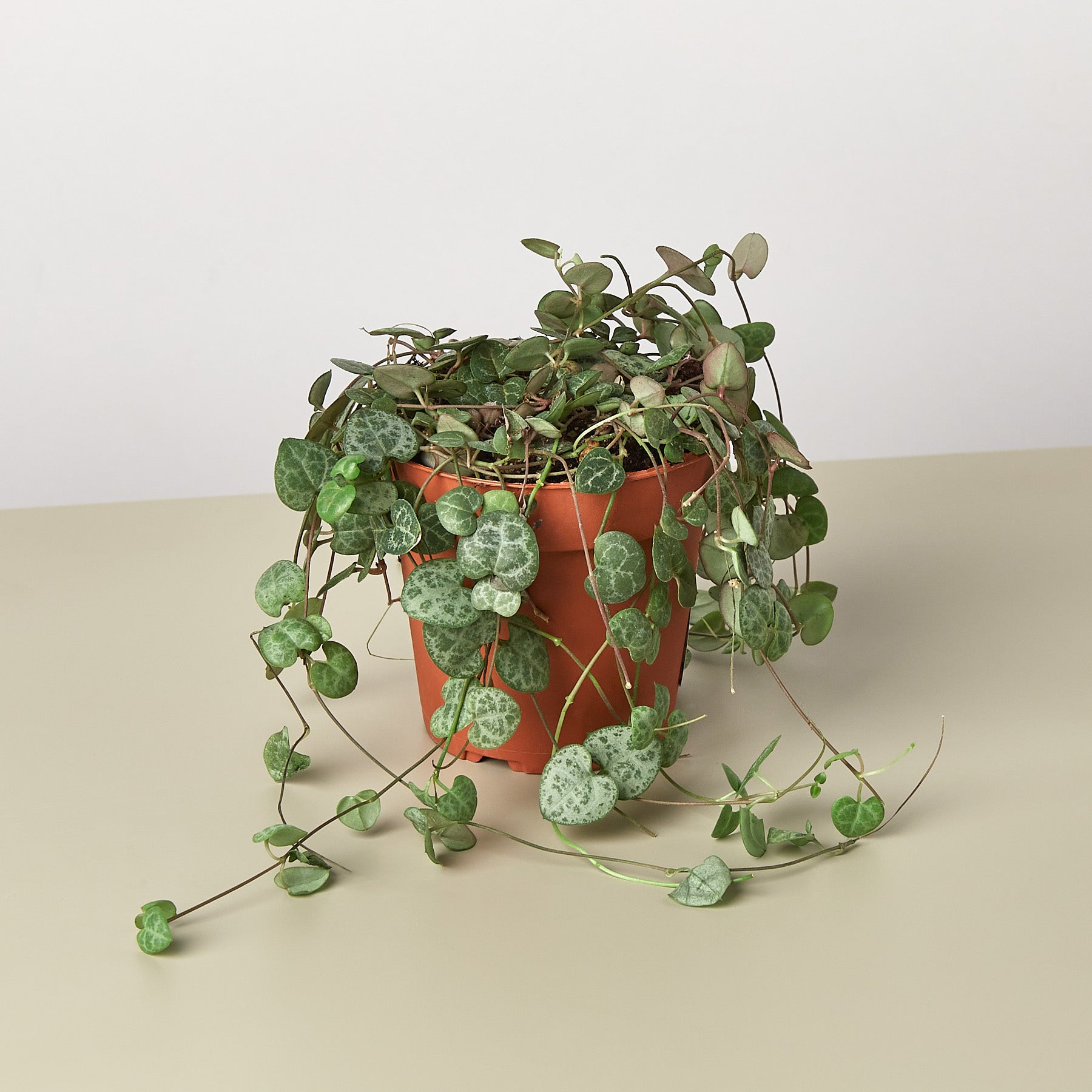 Succulent 'String of Hearts'-Succulent-The Succulent Source