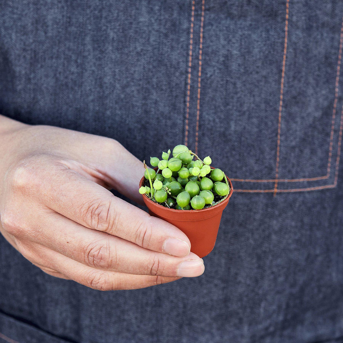 Succulent 'String of Pearls'-Succulent-The Succulent Source
