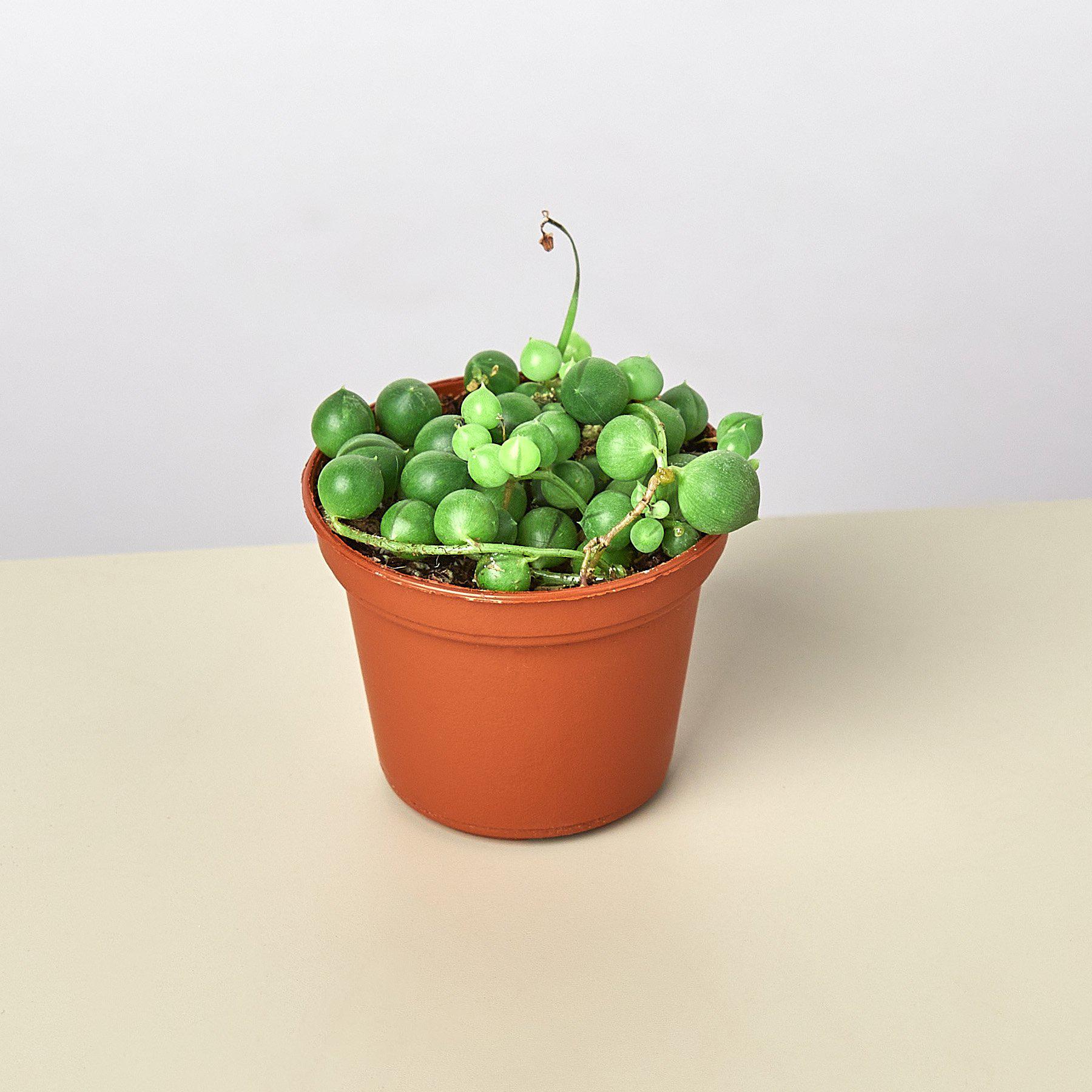 Succulent 'String of Pearls'-Succulent-The Succulent Source