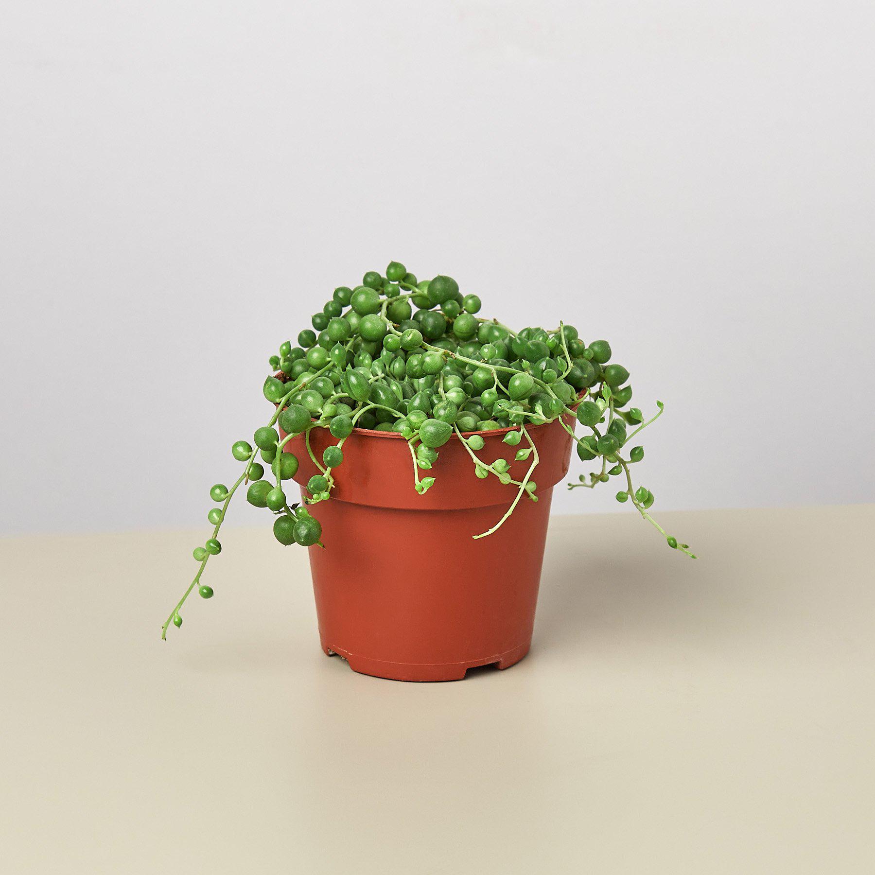 Succulent 'String of Pearls'-Succulent-The Succulent Source