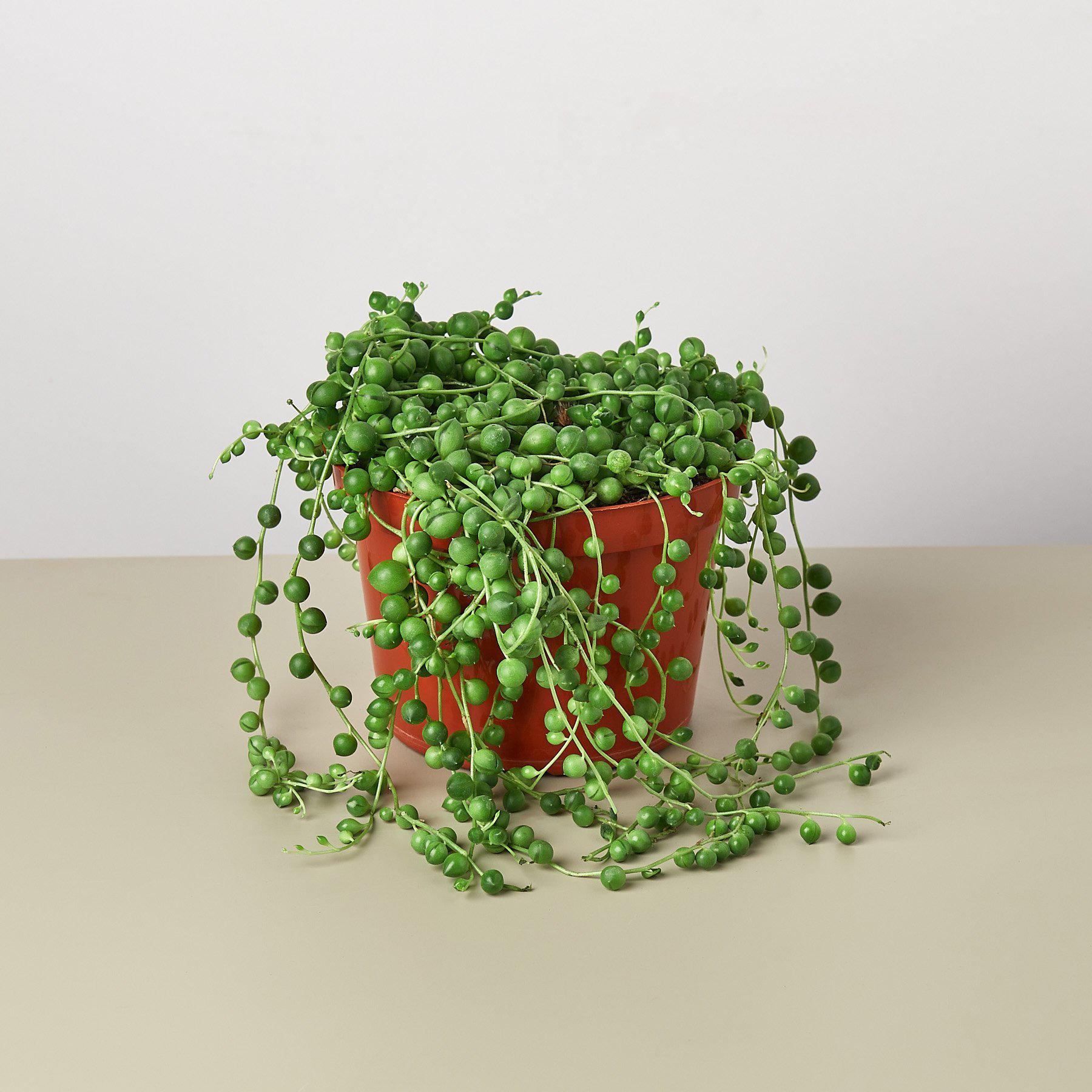 Succulent 'String of Pearls'-Succulent-The Succulent Source