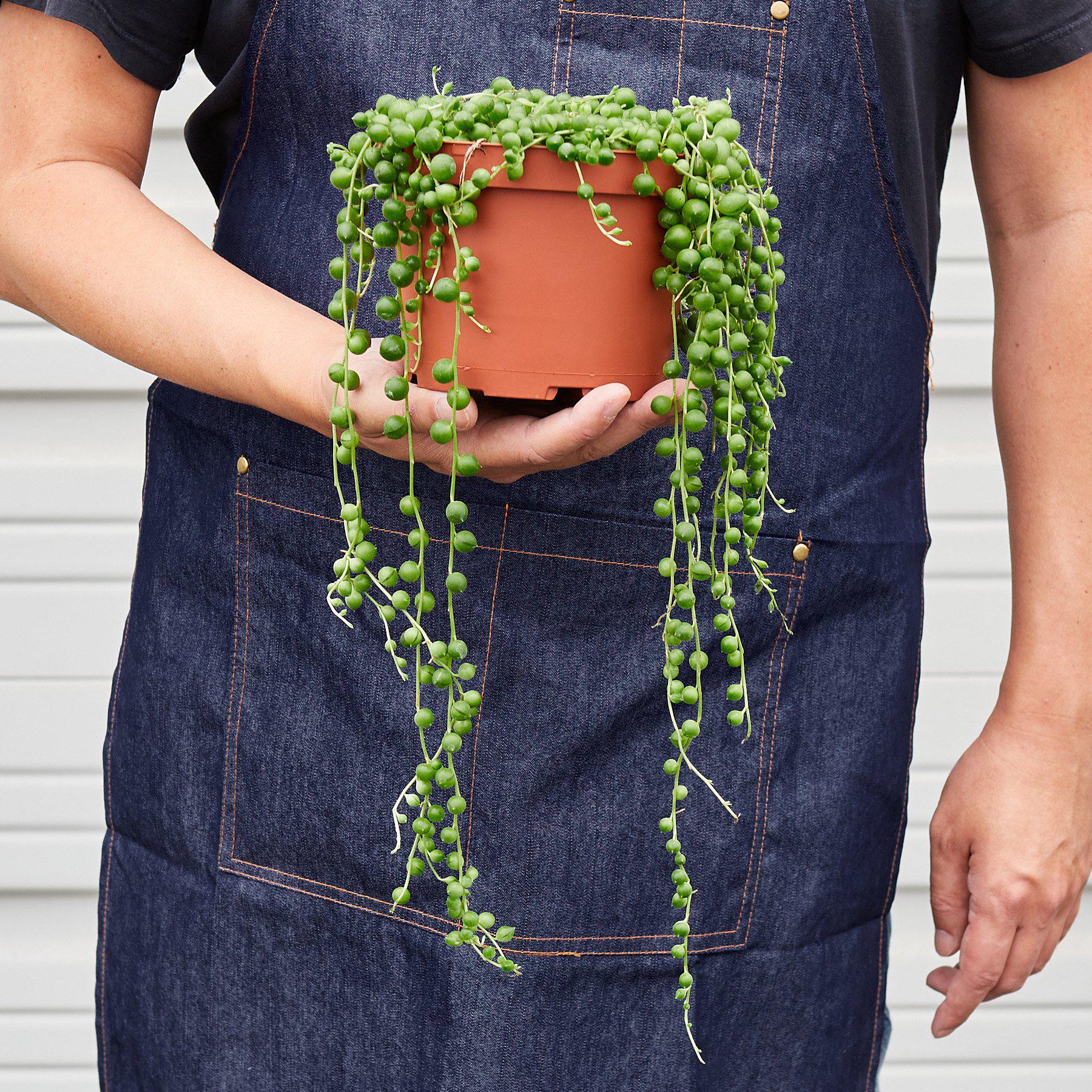 Succulent 'String of Pearls'-Succulent-The Succulent Source