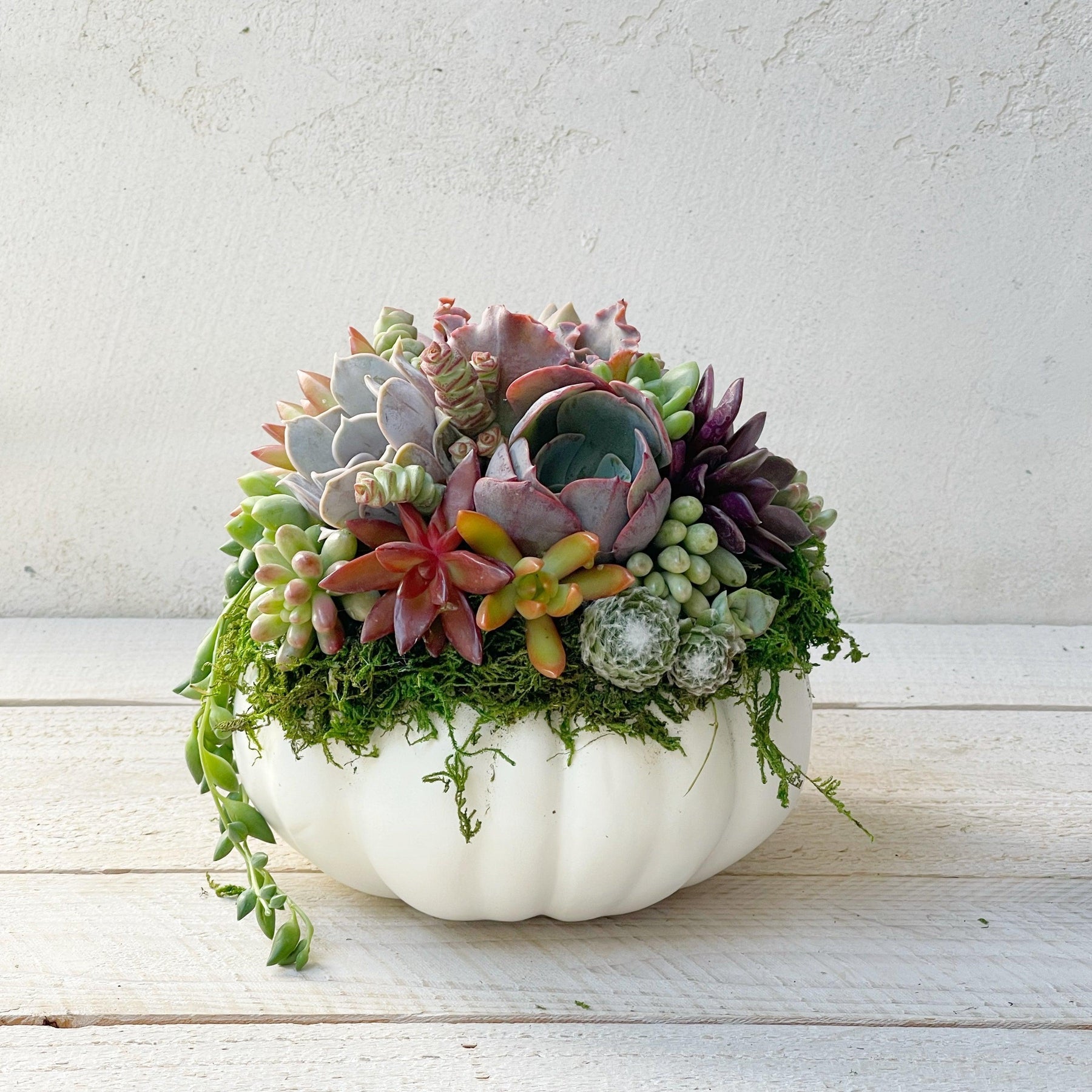 Succulent Trimmed Pumpkins.