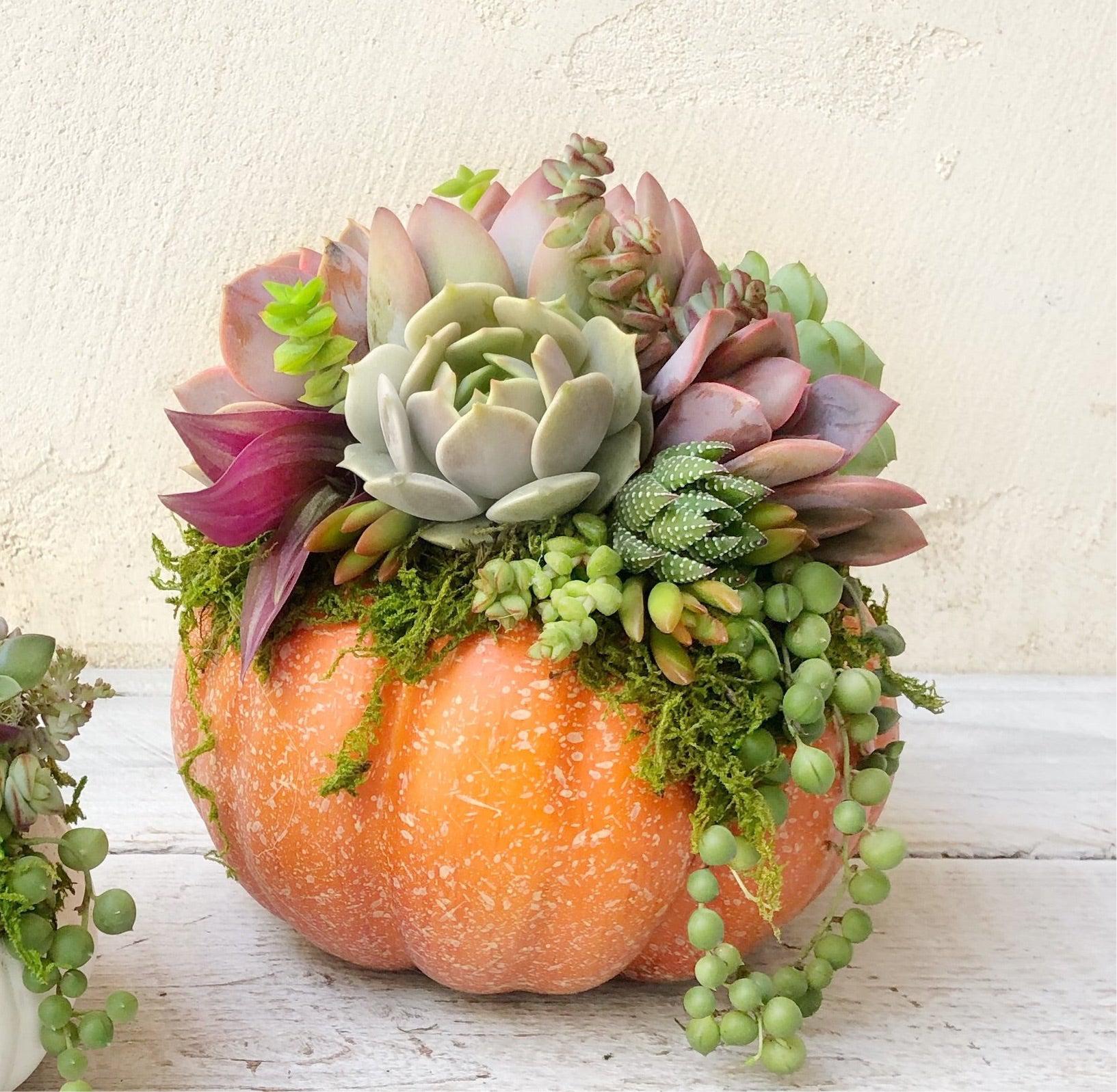 Succulent Trimmed Pumpkins.