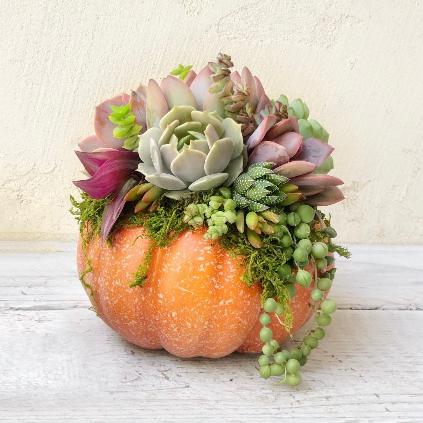 Succulent Trimmed Pumpkins.