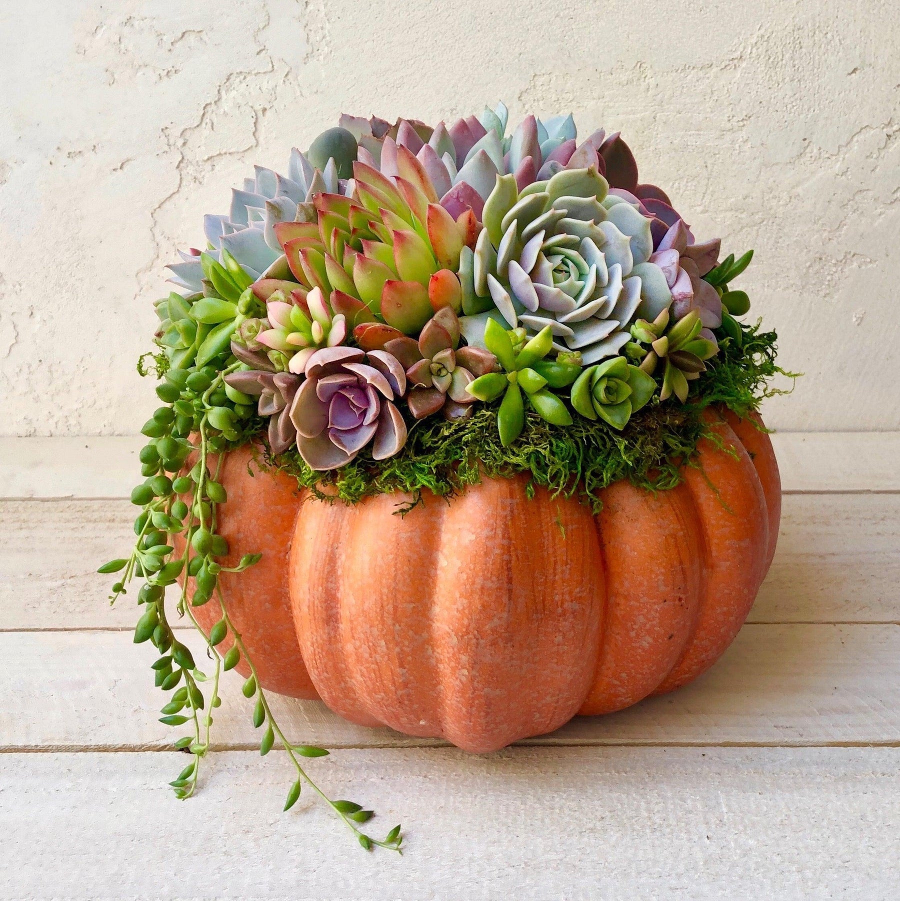 Succulent Trimmed Pumpkins.