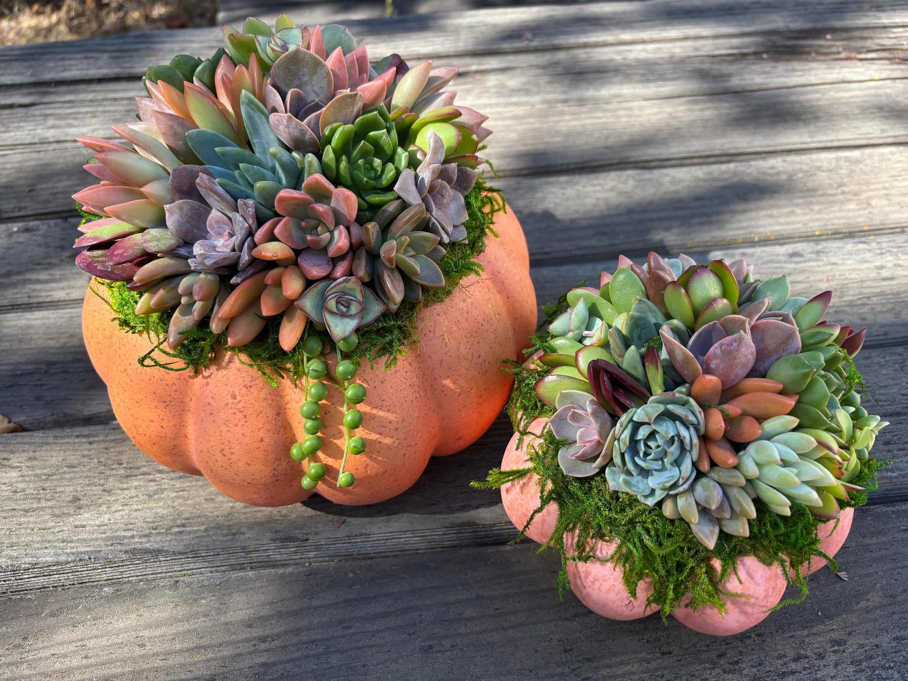 Succulent Trimmed Pumpkins-Succulent - Arrangement-The Succulent Source
