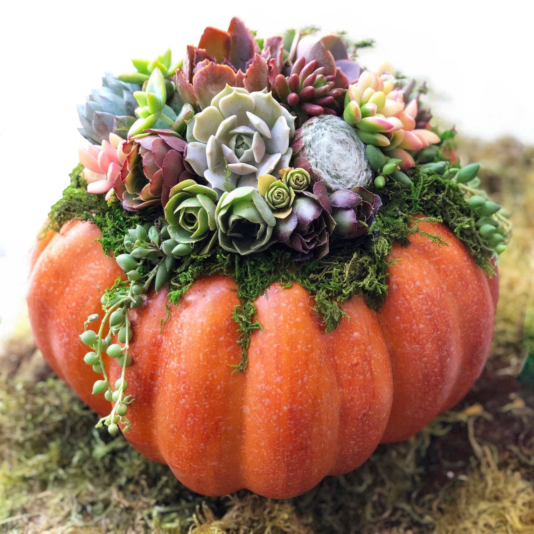 Succulent Trimmed Pumpkins.