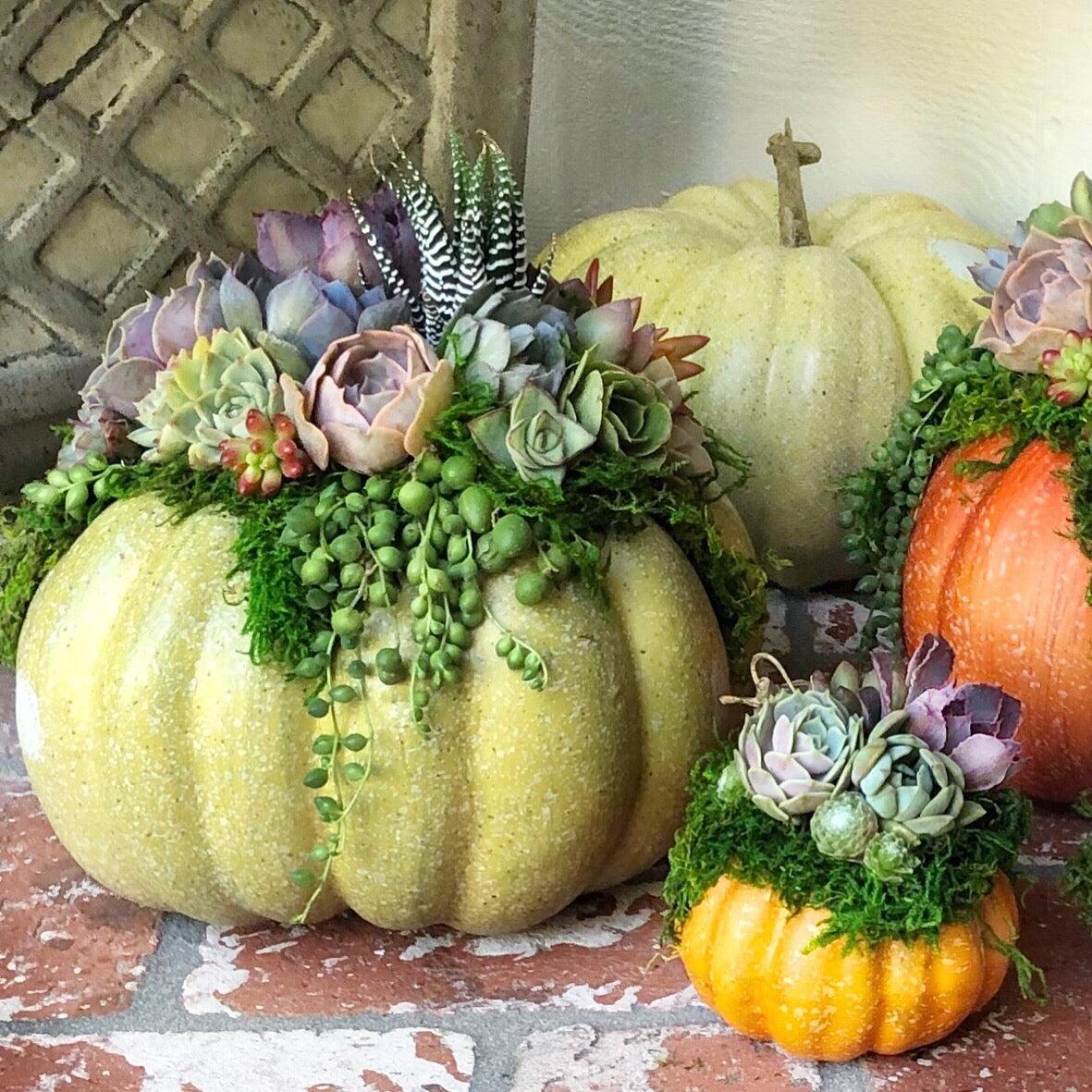 Succulent Trimmed Pumpkins.