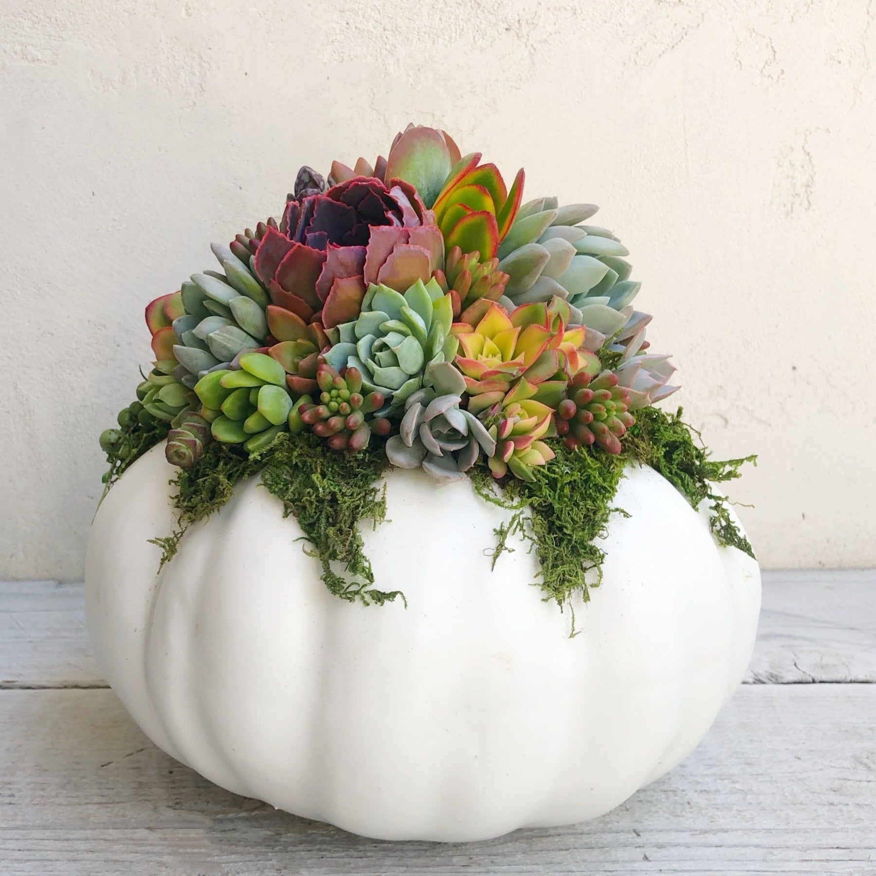 Succulent Trimmed Pumpkins.