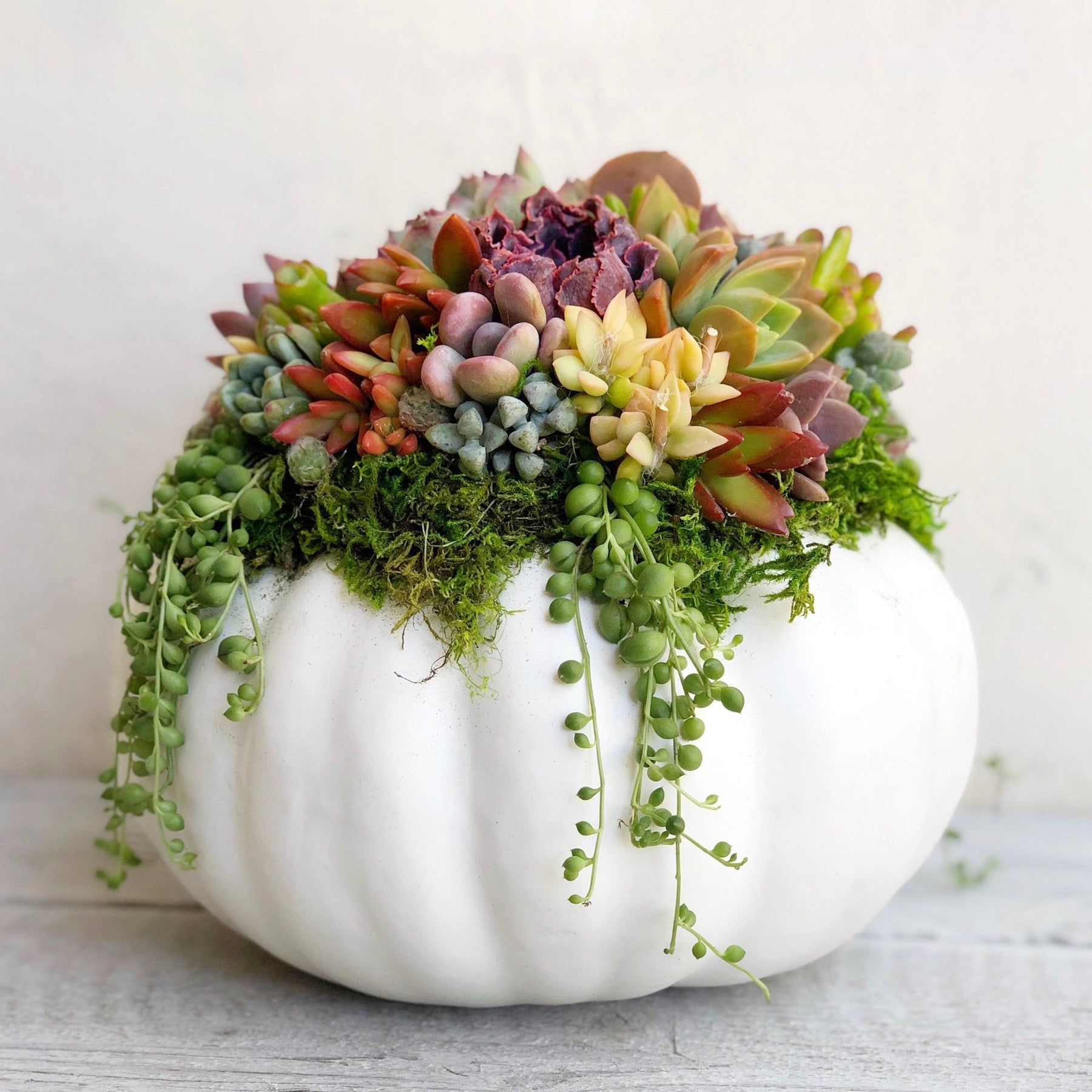 Succulent Trimmed Pumpkins.