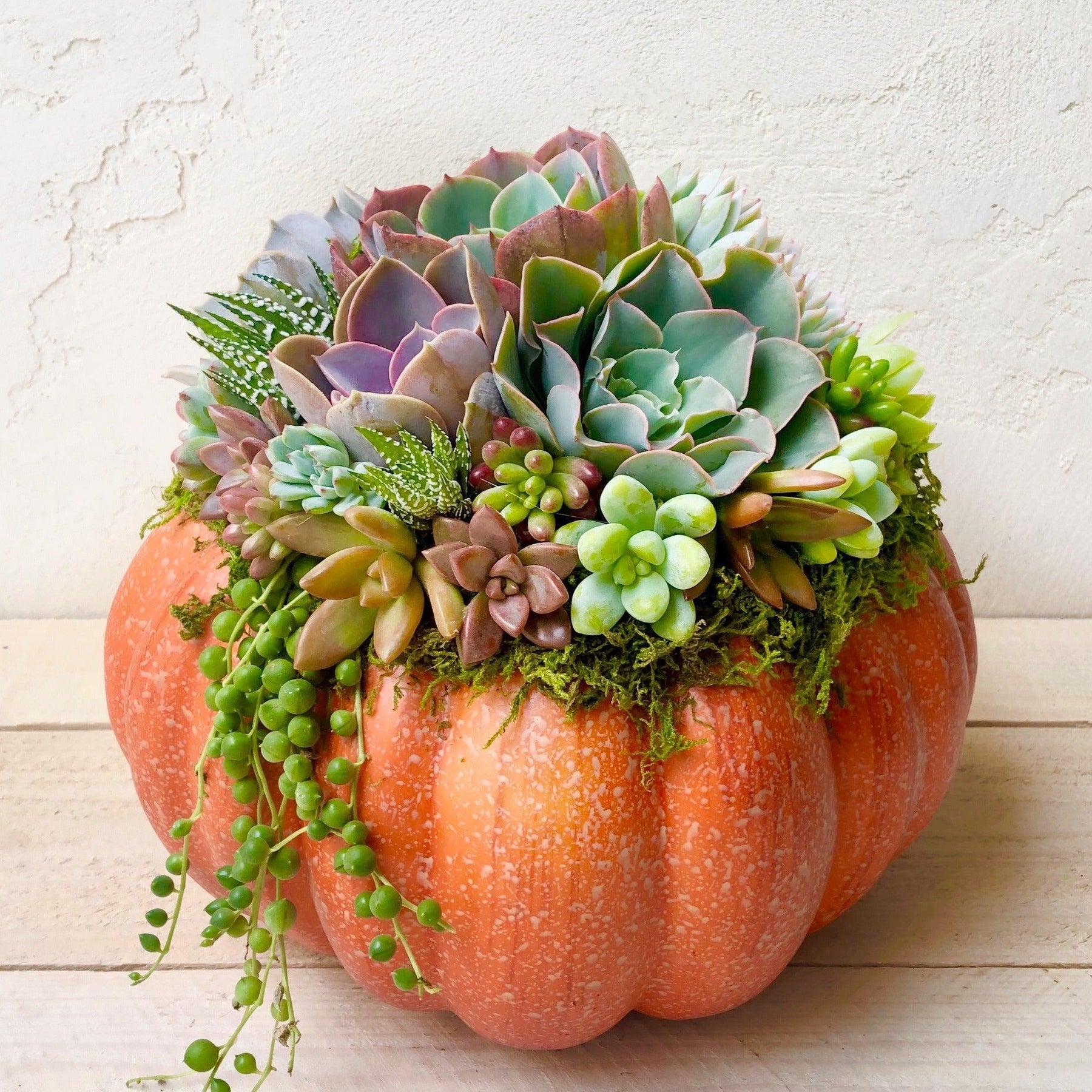 Succulent Trimmed Pumpkins.