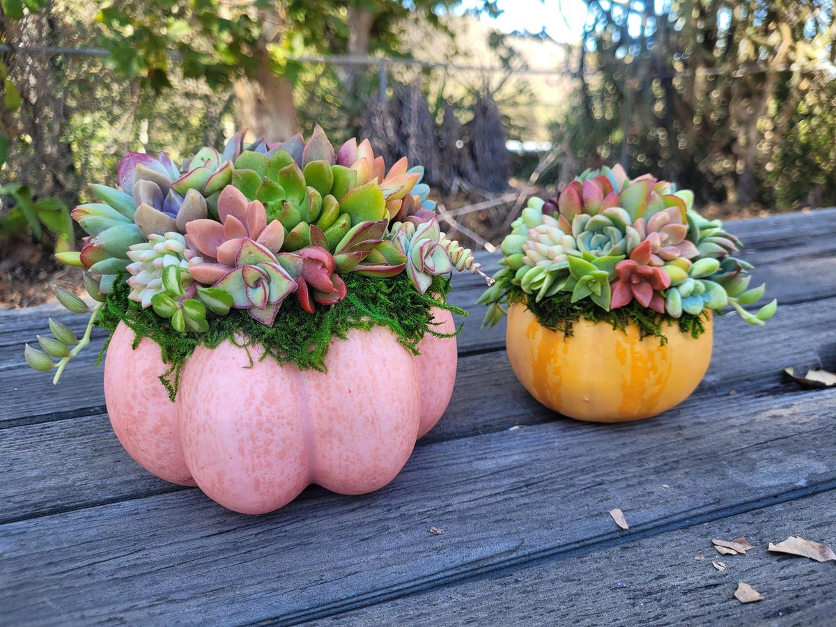 Succulent Trimmed Pumpkins-Succulent - Arrangement-The Succulent Source