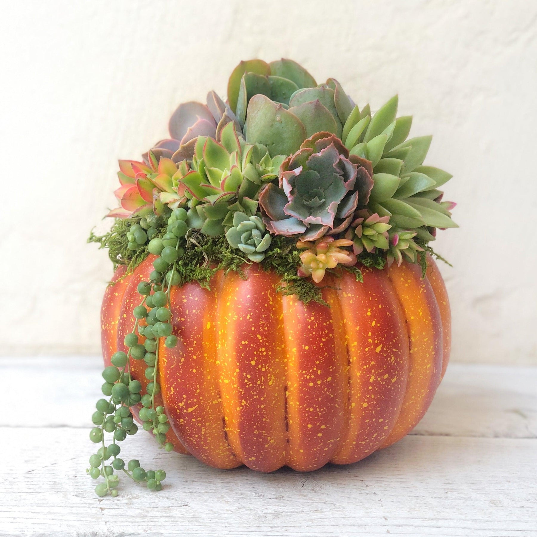 Succulent Trimmed Pumpkins.