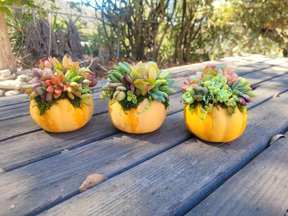 Succulent Trimmed Pumpkins-Succulent - Arrangement-The Succulent Source