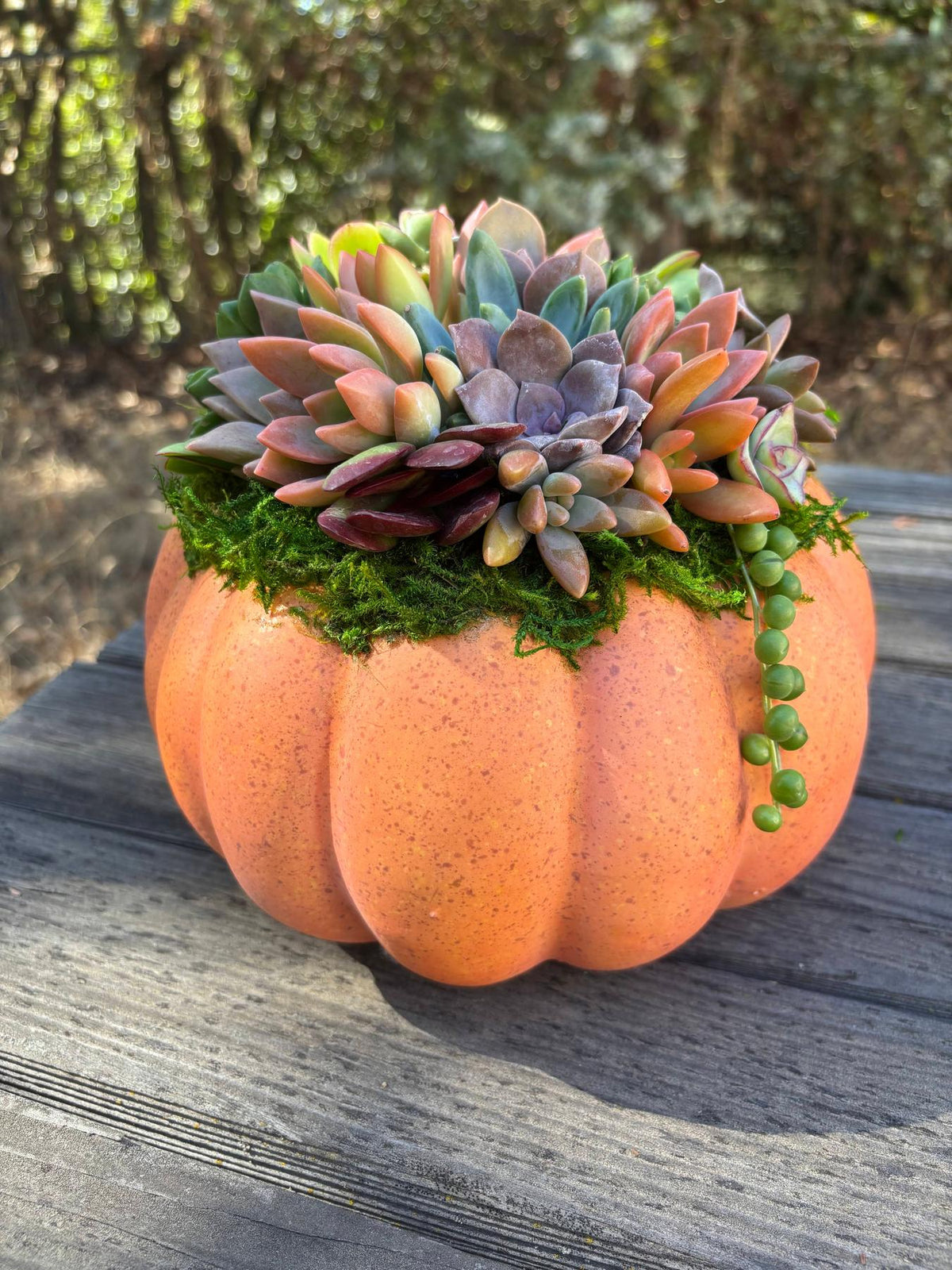 Succulent Trimmed Pumpkins-Succulent - Arrangement-The Succulent Source