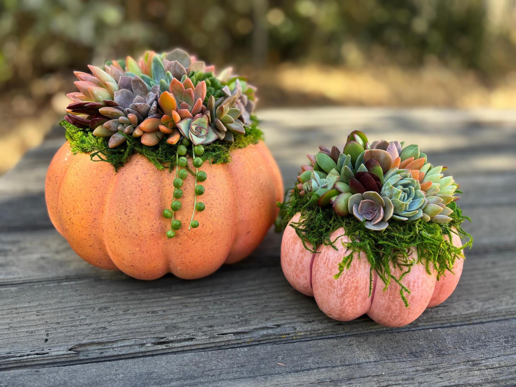 Succulent Trimmed Pumpkins-Succulent - Arrangement-The Succulent Source