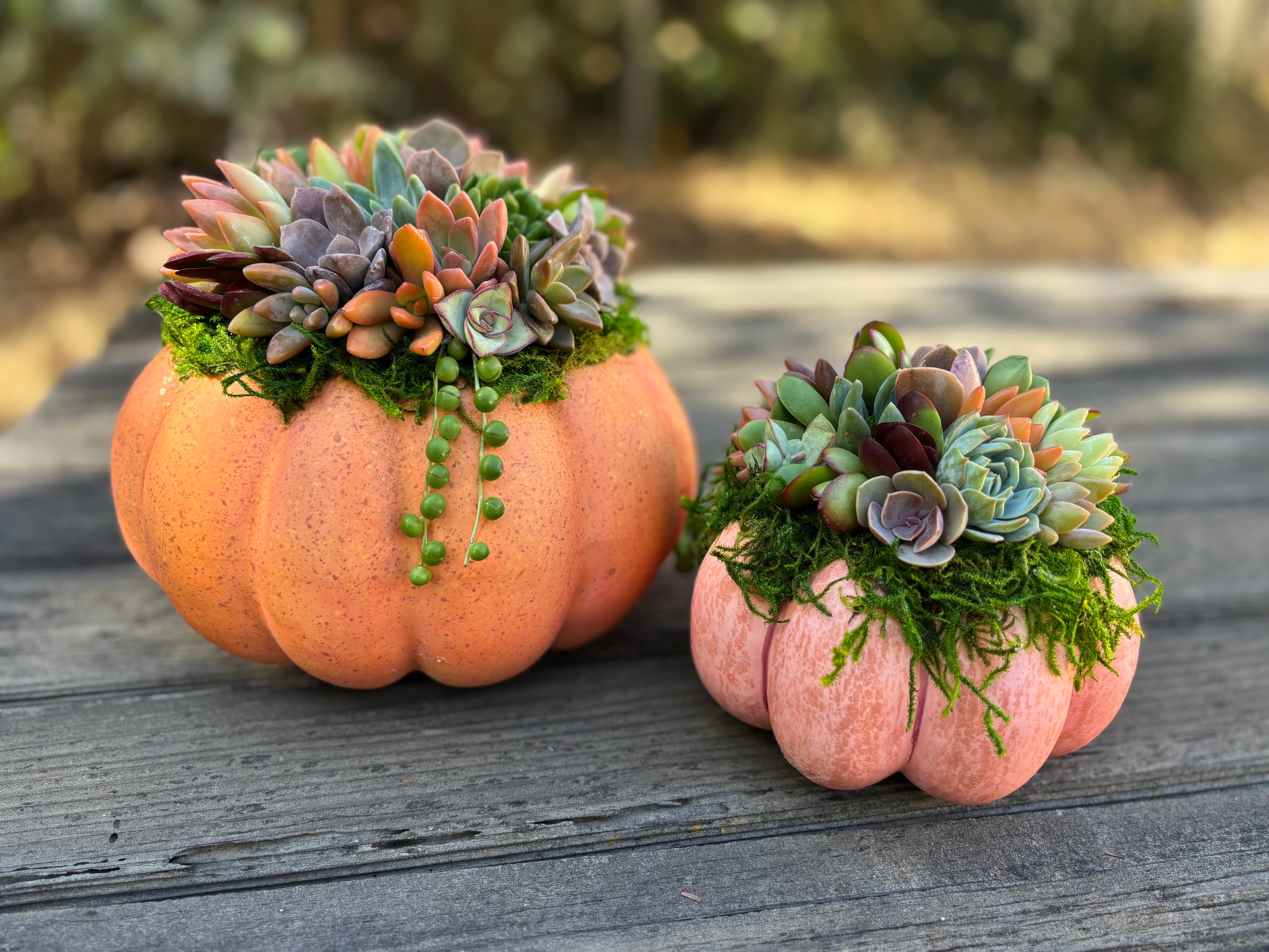 Succulent Trimmed Pumpkins-Succulent - Arrangement-The Succulent Source