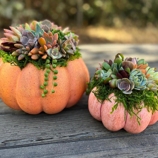 succulent center pieces Succulent Arrangement