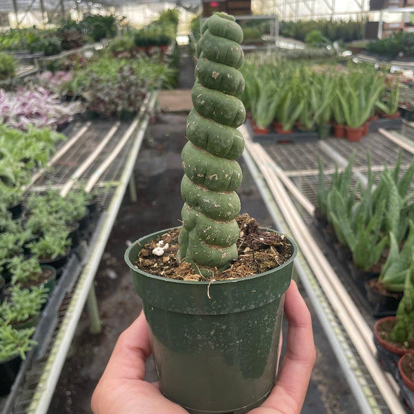 unicorn succulent Succulent Unicorn Cactus
