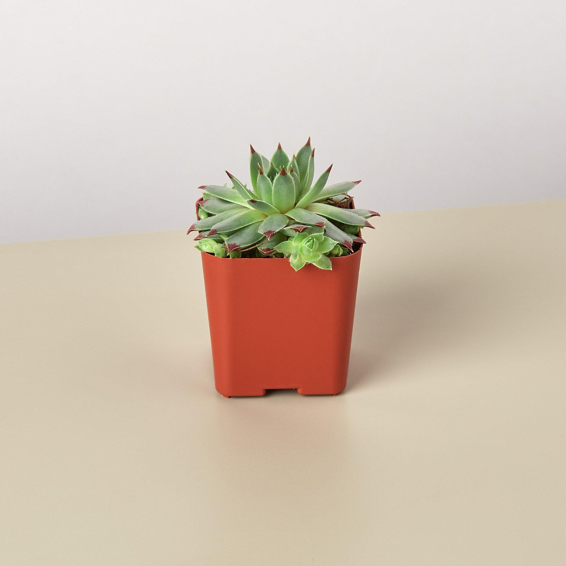Succulent Variety Packs- 2.0" Pot-Succulent-The Succulent Source