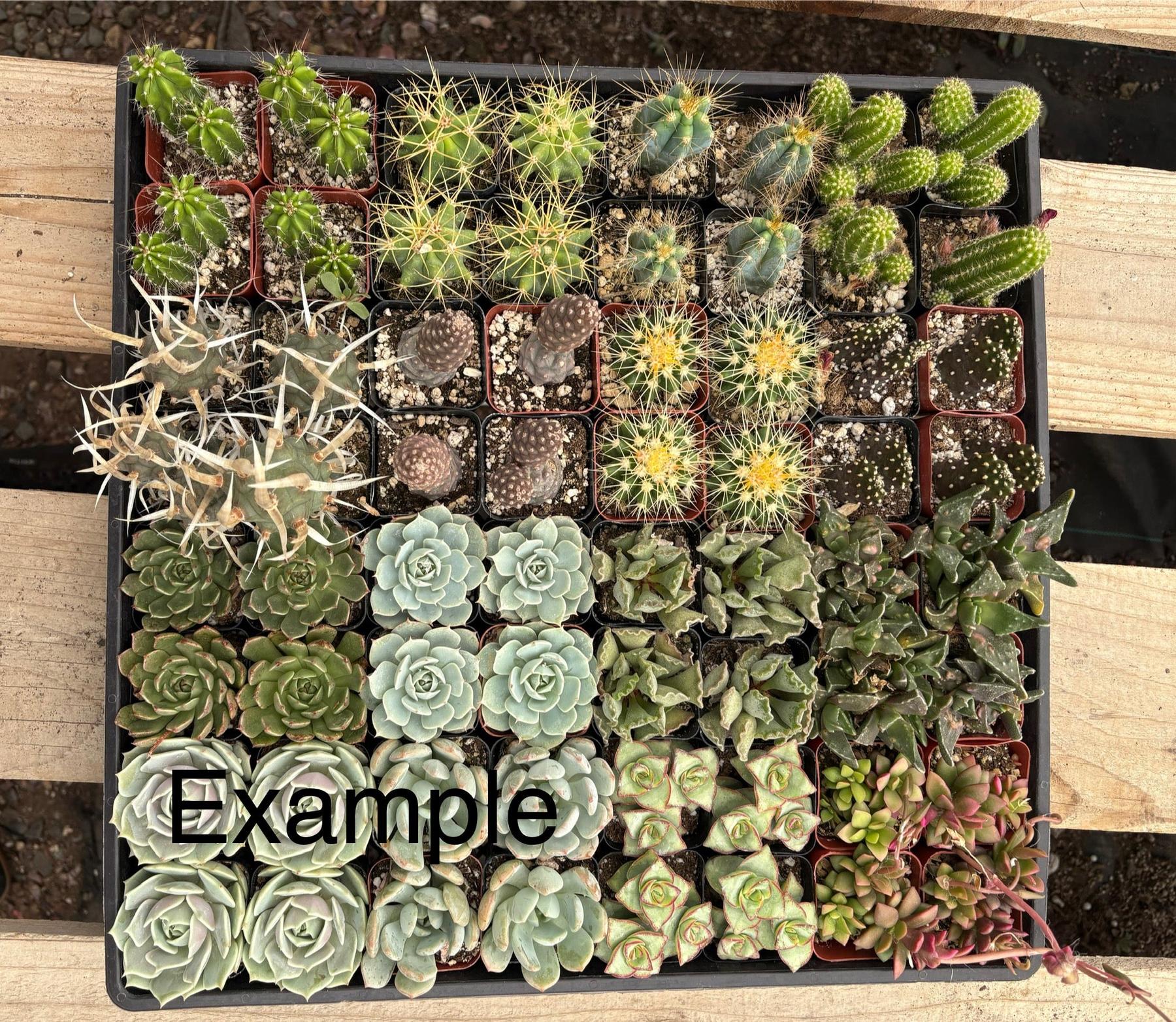 Super Special Bargain 64 Succulent or Cactus Tray Shipped for $99-Succulent - Small-The Succulent Source