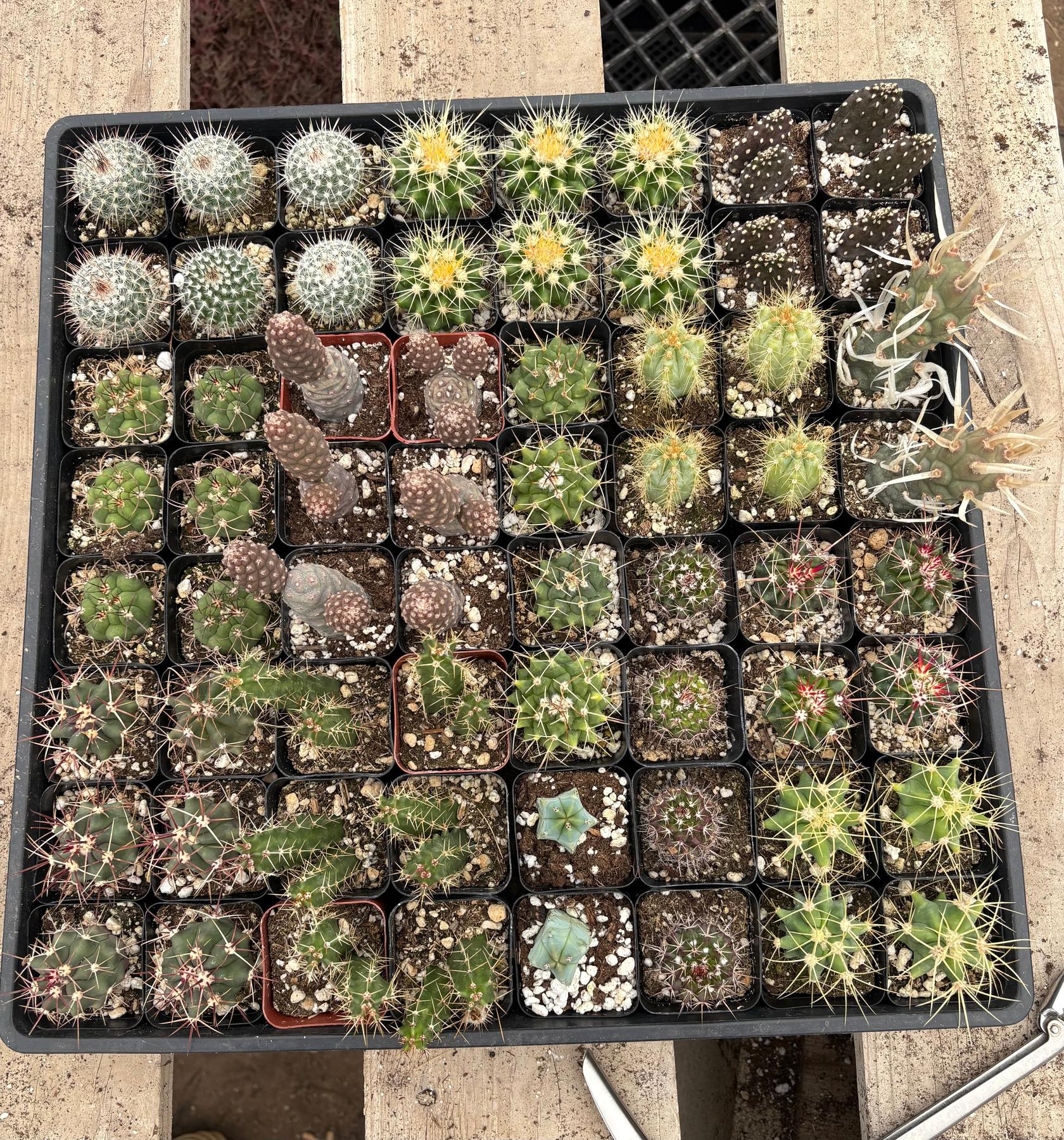Super Special Bargain 64 Succulent or Cactus Tray Shipped for $99-Succulent - Small-The Succulent Source